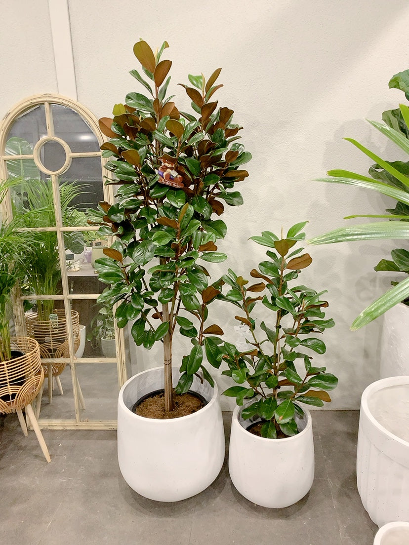 2 size from $170 Magnolia teddy bear easy care outdoor plant with white lightweight decorative pot