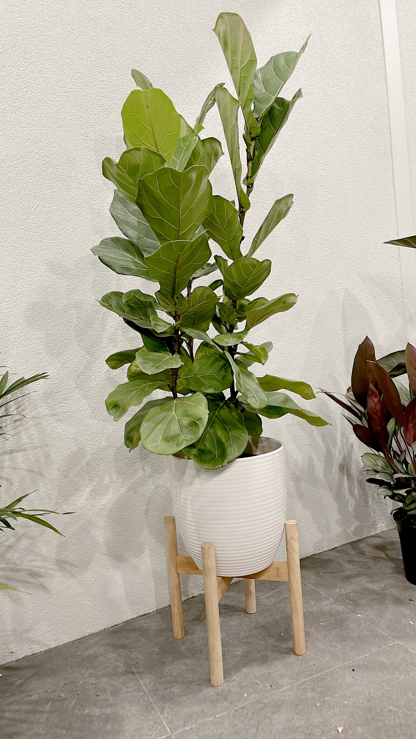 Huge ficus fiddle leaf easy care indoor plant with 30cm white ceramic pot wooden legs