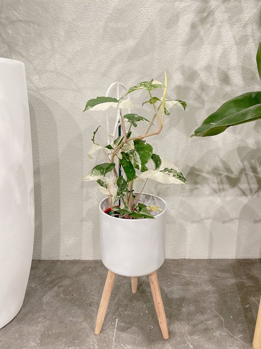 Syngonium fantasy variegated indoor climbing plant with small white metal planter tripod legs
