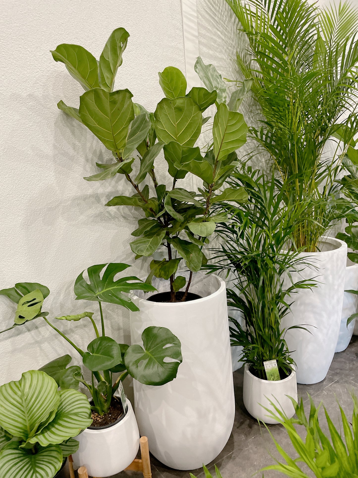 multi-stem ficus fiddle leaf lyrata with 34x60cm lightweight fiberclay white pot delivery available