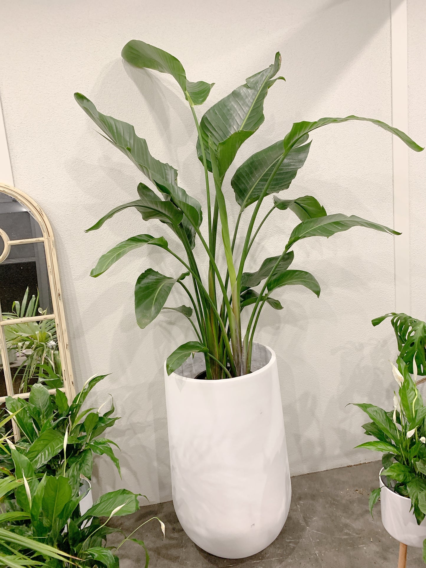 Huge Giant birds of paradise easy care indoor plant with 420x800mm white pot delivery available