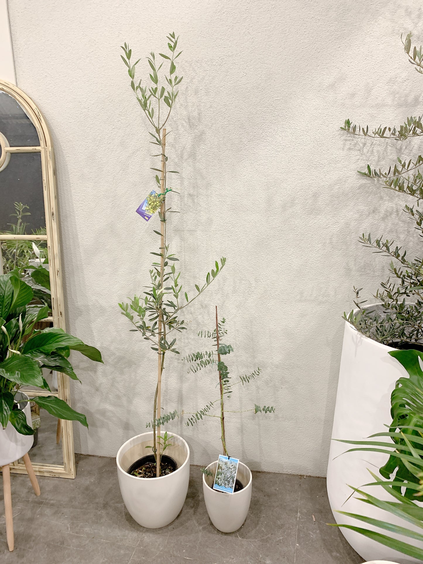 Outdoor bundle🪴1.7m tall Manzanillo olive plant tree+baby blue eucalyptus with @30-15cm white pots