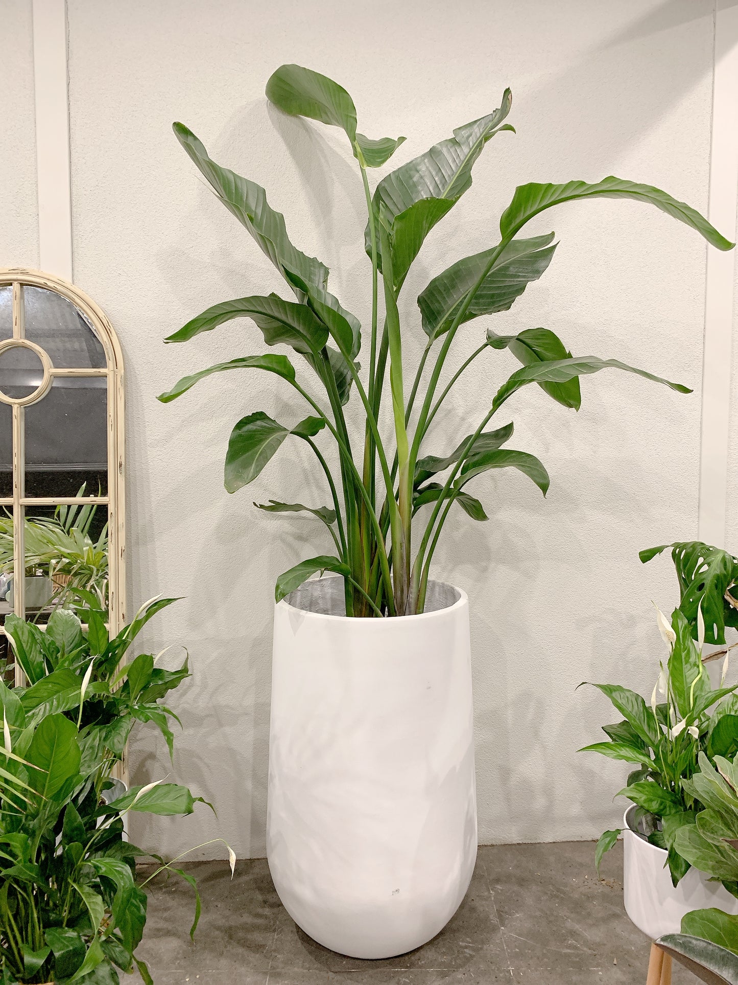 Huge Giant birds of paradise easy care indoor plant with 420x800mm white pot delivery available