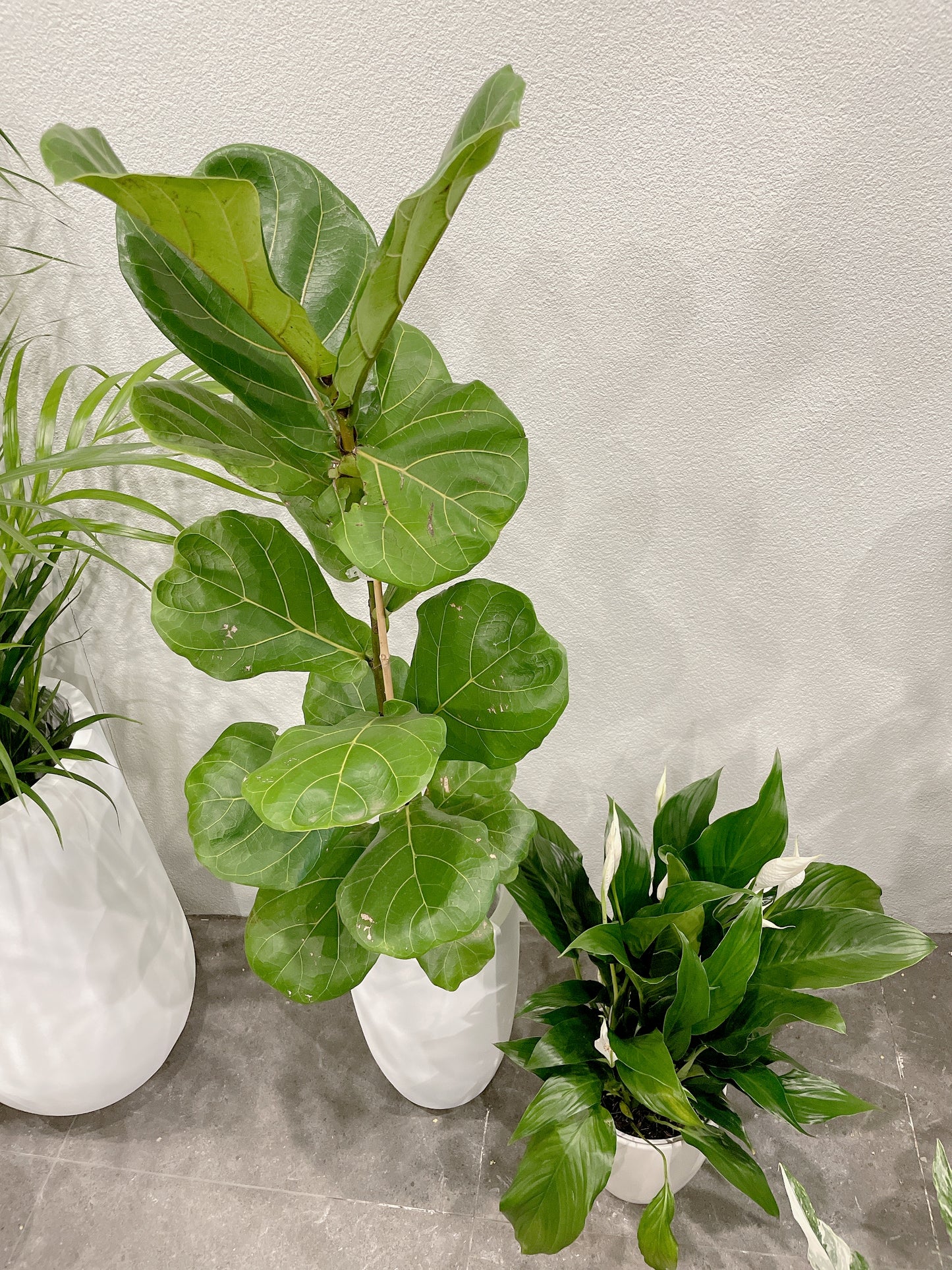 Tall ficus fiddle leaf lyrata indoor plant tree +flowering peace lily white decorative pot included