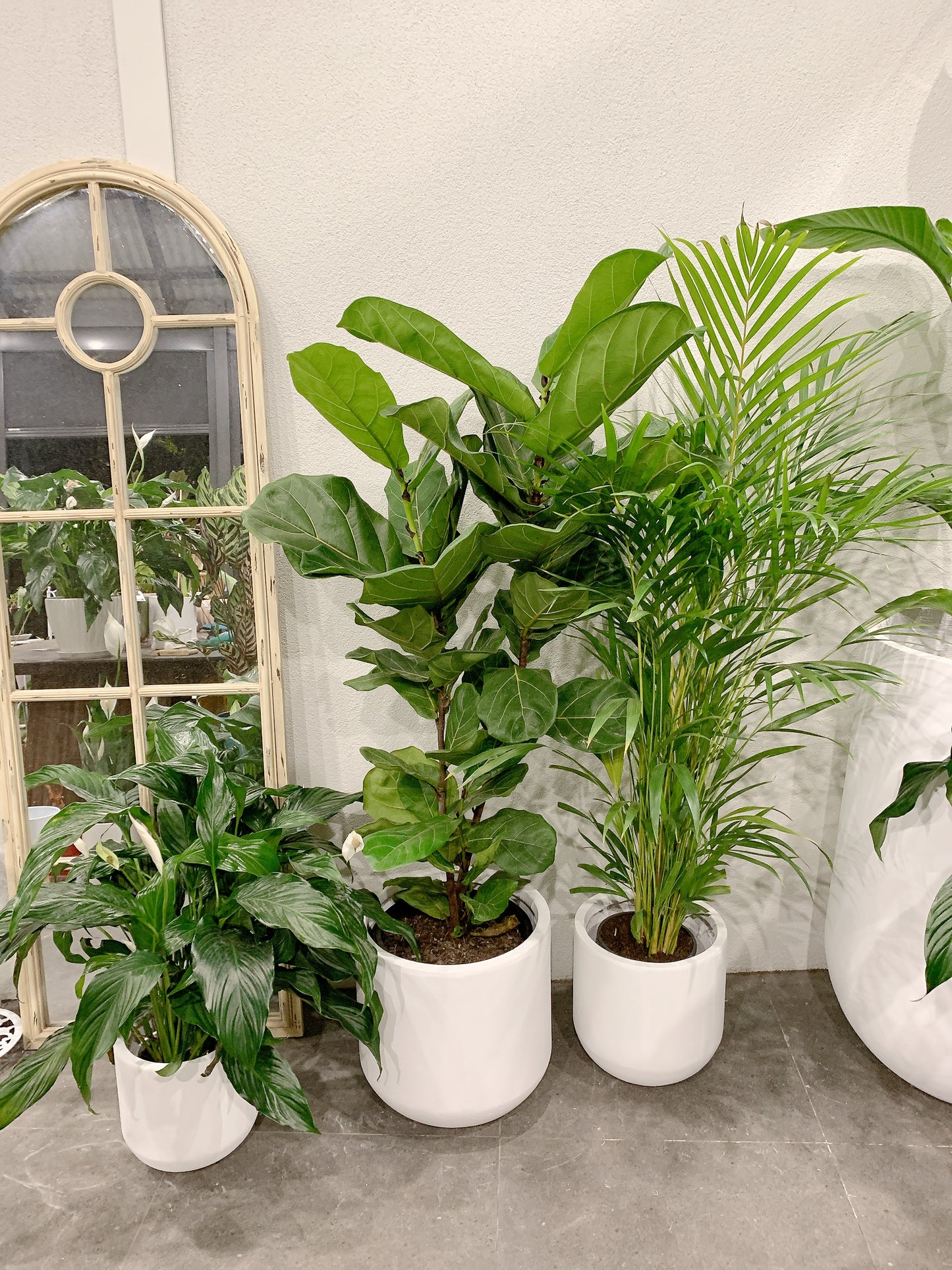 Giant bundle🪴1.3m ficus fiddle leaf golden cane palm flowering bushy peace lily+@37-30-25cm pot