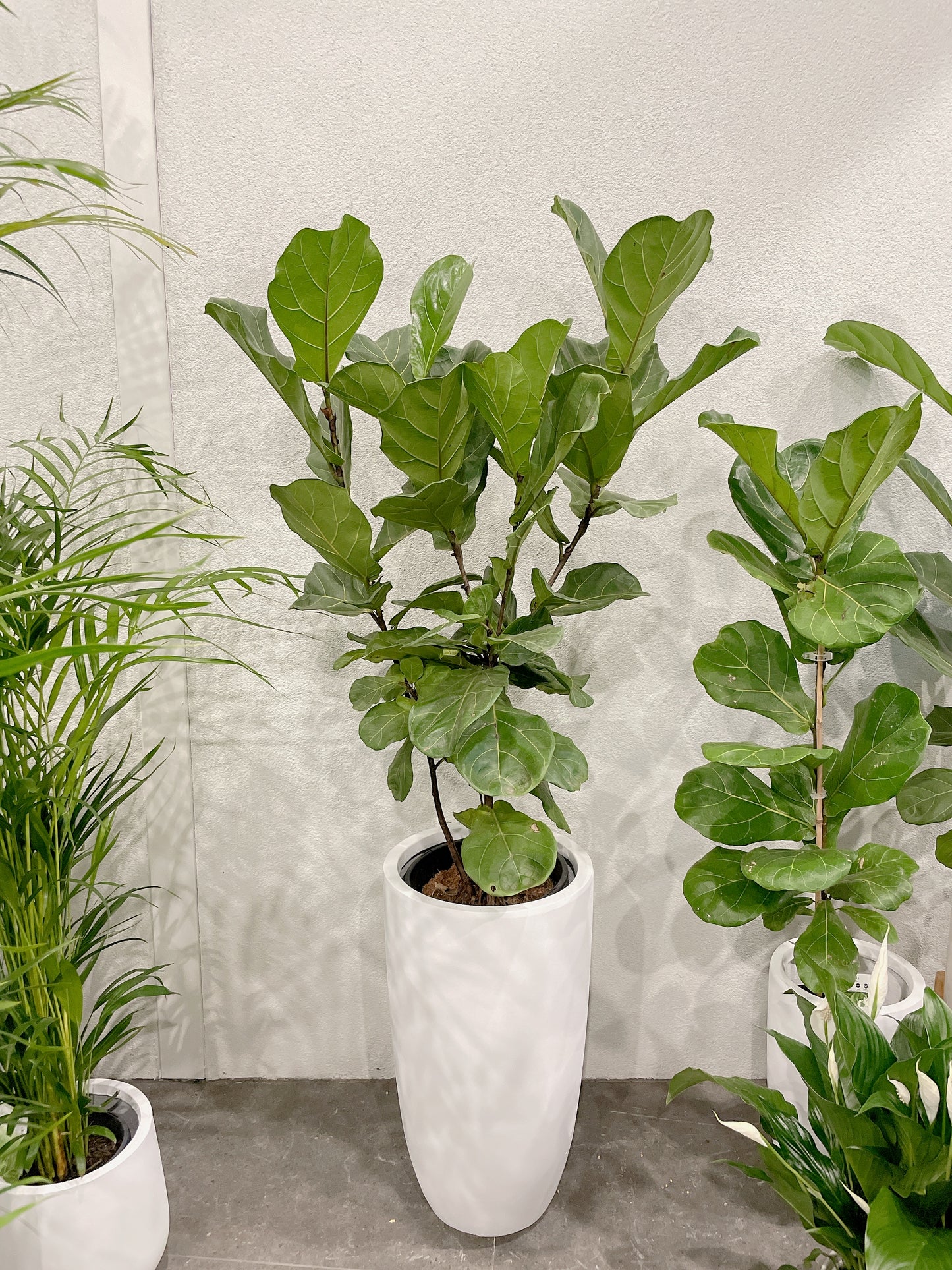 multi-stem ficus fiddle leaf lyrata with 34x60cm lightweight fiberclay white pot delivery available