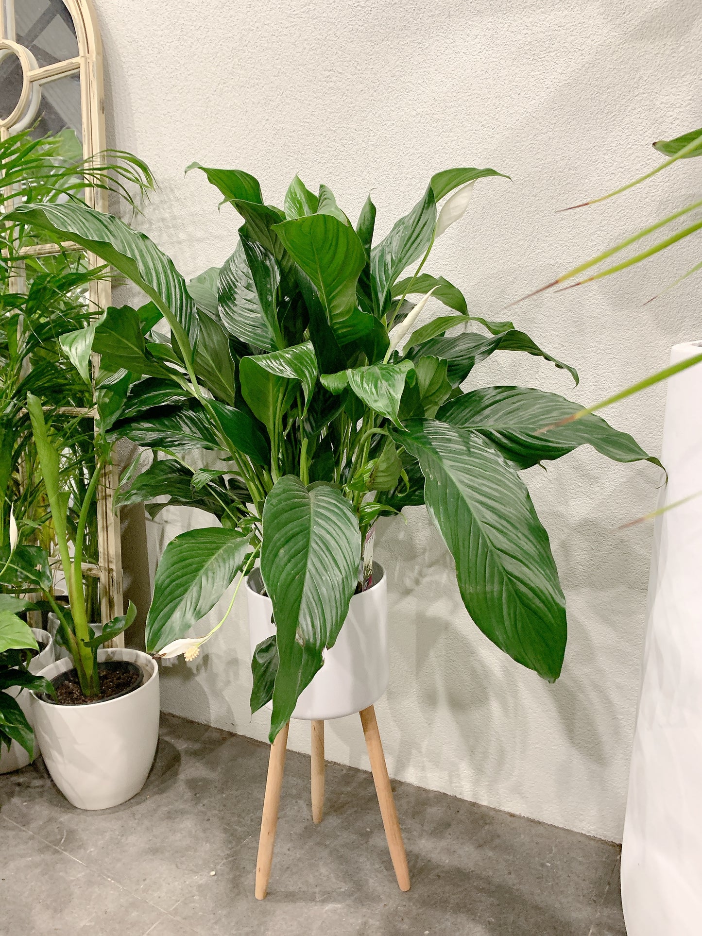 bushy big peace lily flowering with tall white metal planter tripod legs delivery available