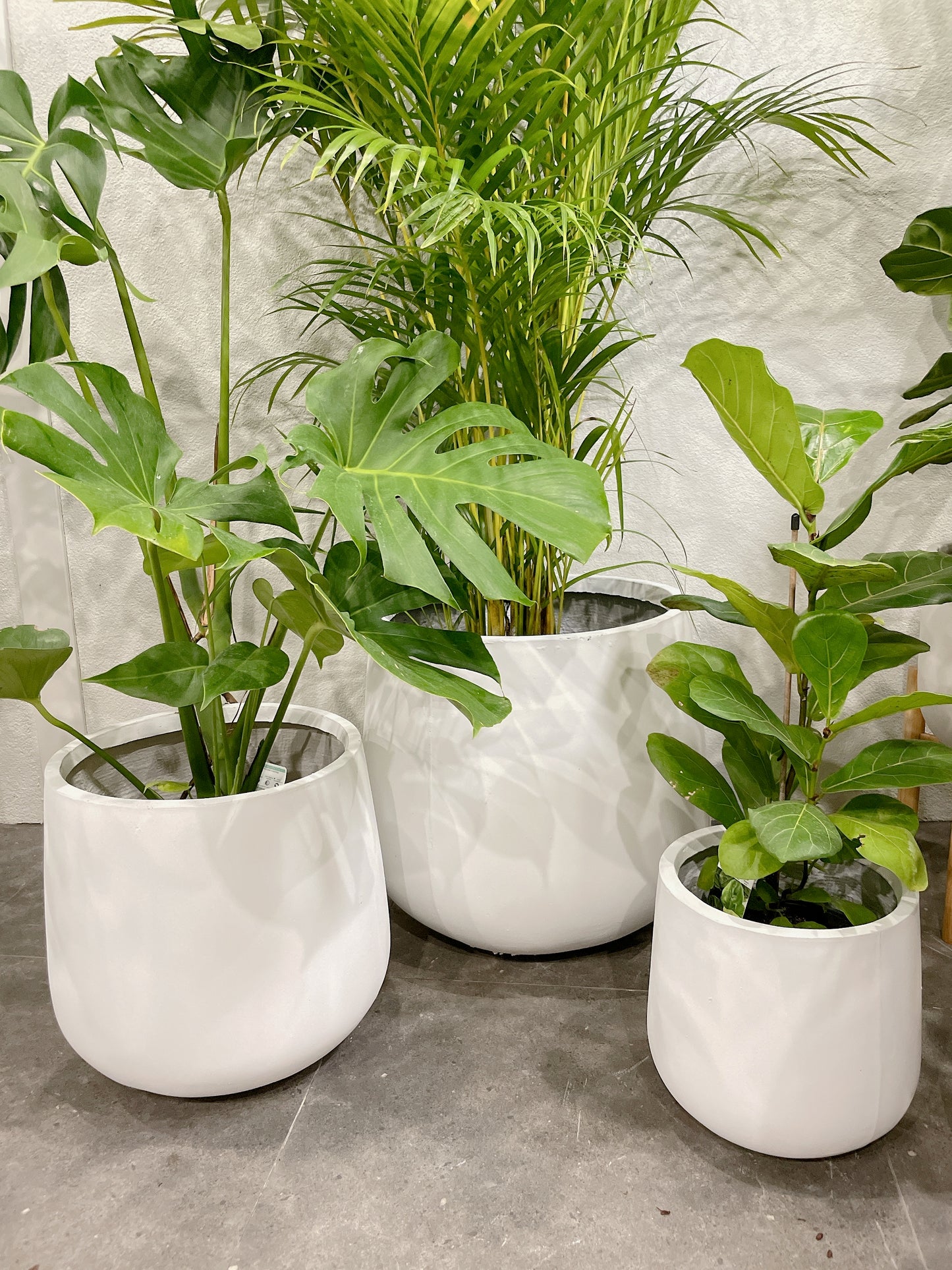 Huge plant bundle🪴 golden cane palm monstera ficus fiddle leaf lightweight fiberclay white pots@25-33-45cm