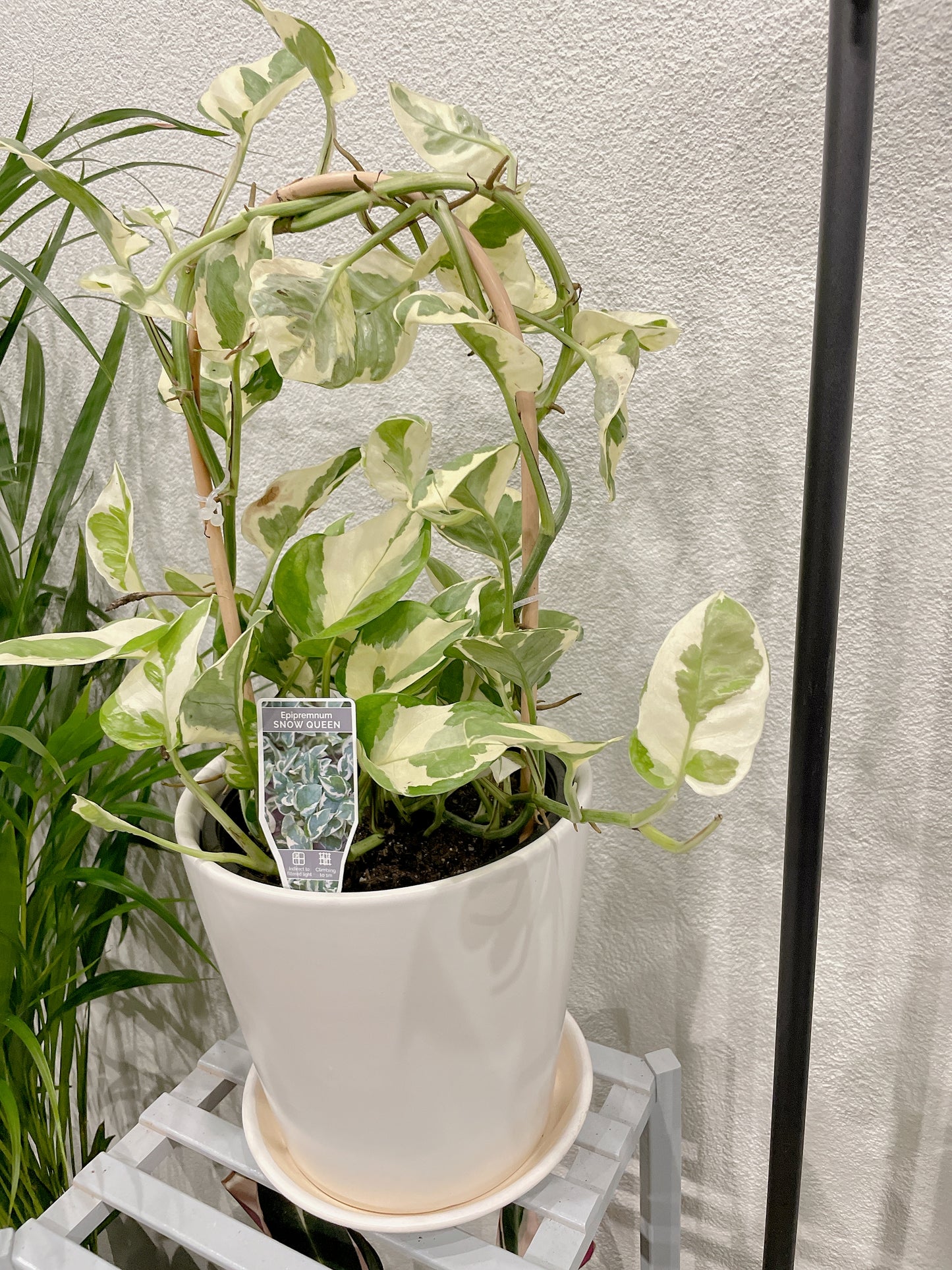 Snow queen epipremnum variegated easy care indoor climbing haning plant with white ceramic pot saucer