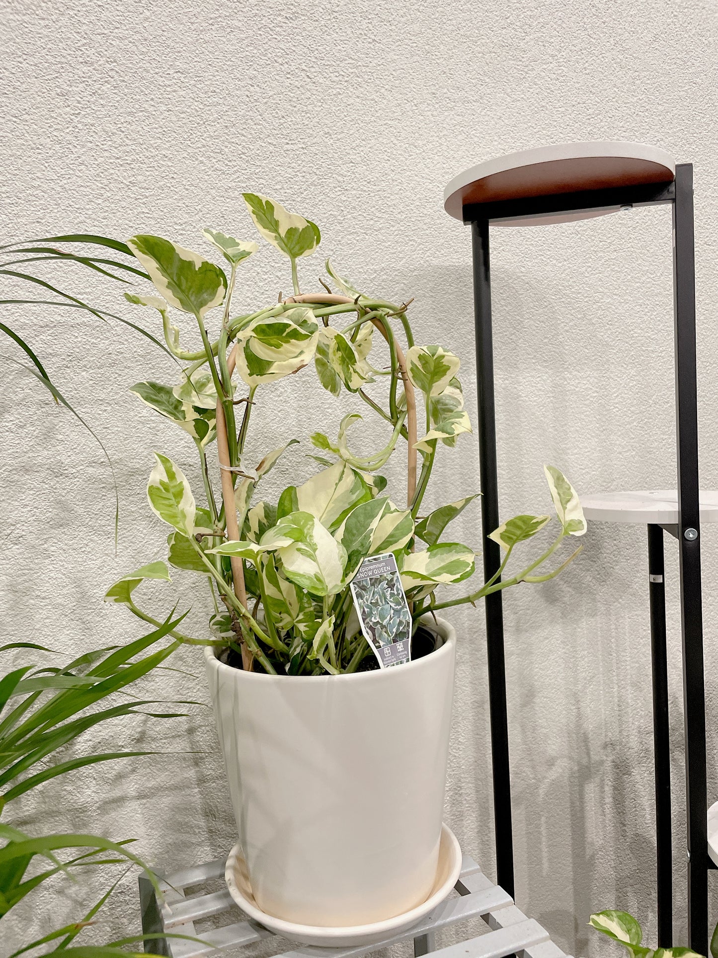 Snow queen epipremnum variegated easy care indoor climbing haning plant with white ceramic pot saucer