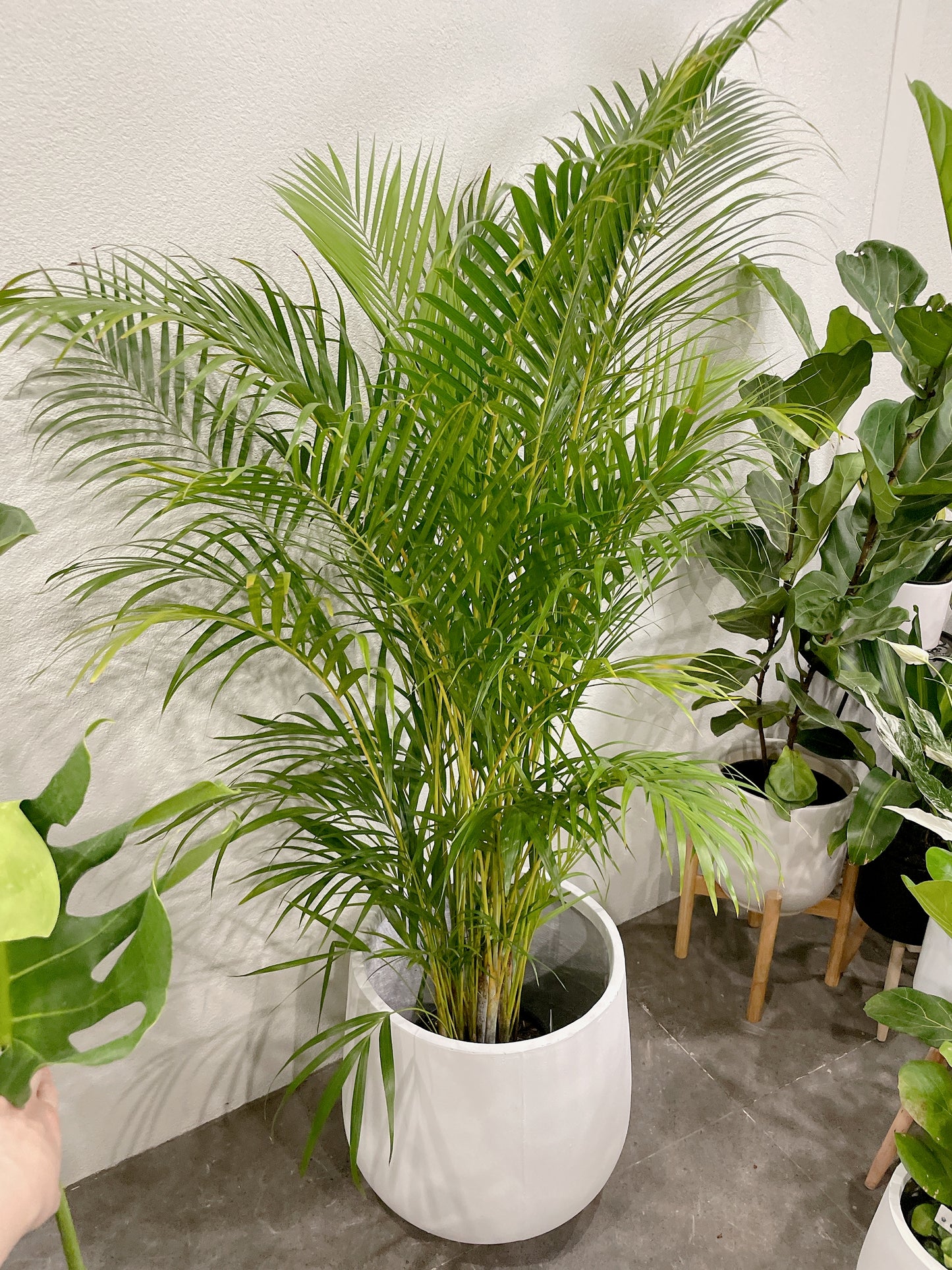 Huge plant bundle🪴 golden cane palm monstera ficus fiddle leaf lightweight fiberclay white pots@25-33-45cm