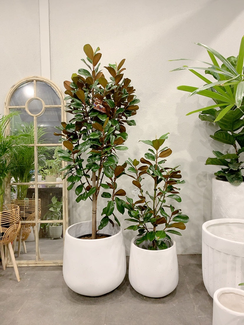 2 size from $170 Magnolia teddy bear easy care outdoor plant with white lightweight decorative pot