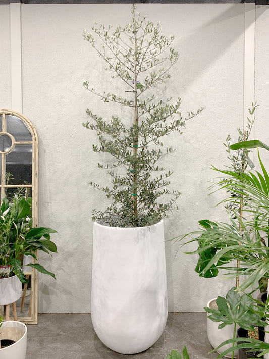 Over 2m tall Olive tree Tolleys upright real plant with 500x900mm jumbo heavy white pot delivery available