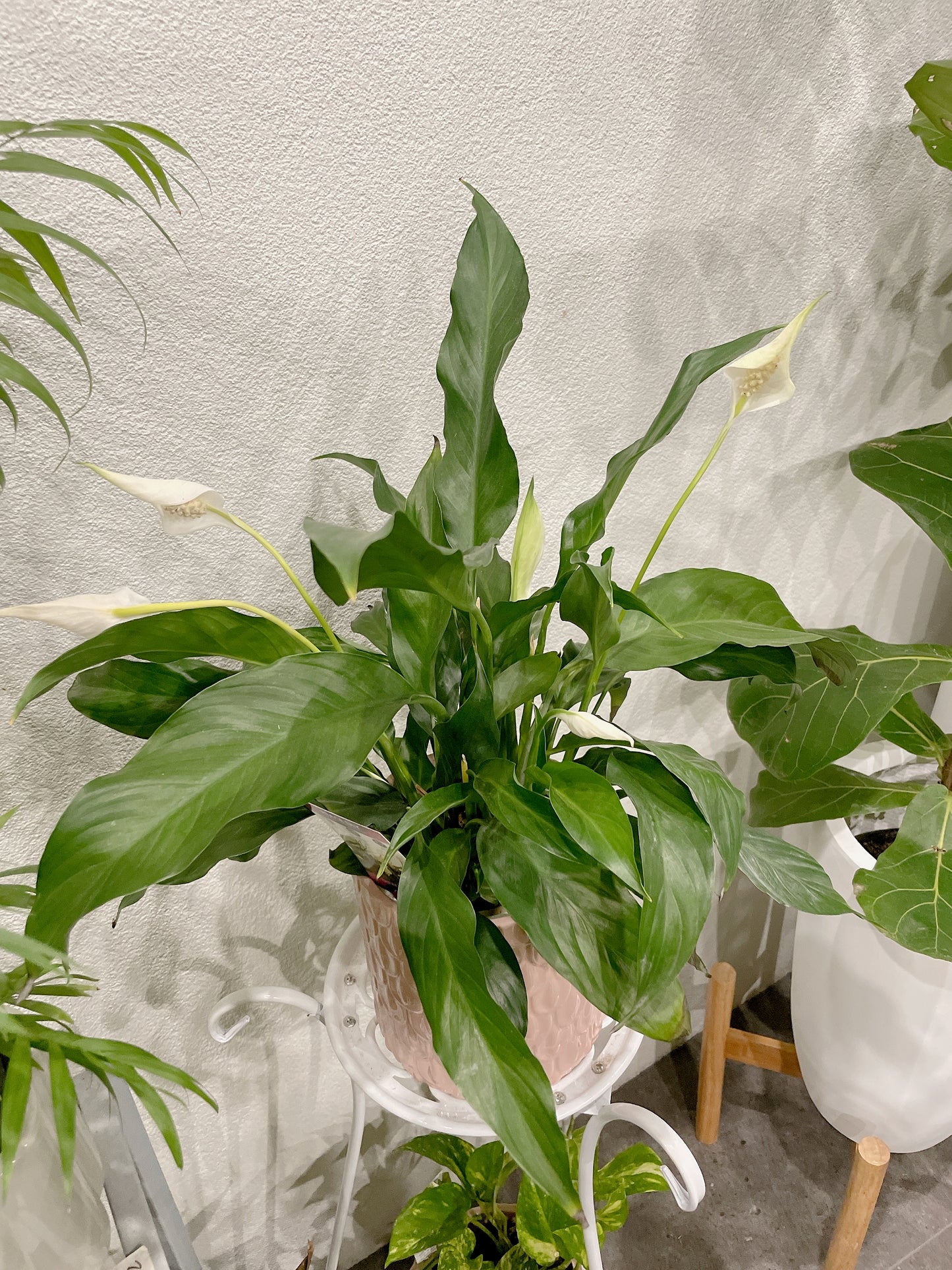 Flowering peace lily easy care indoor plant with pink decorative pot delivery available