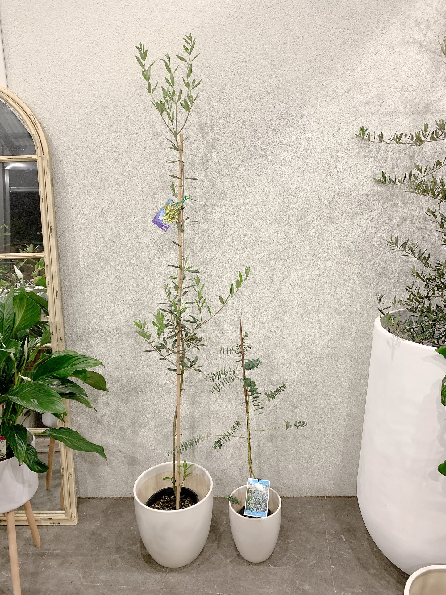 Outdoor bundle🪴1.7m tall Manzanillo olive plant tree+baby blue eucalyptus with @30-15cm white pots