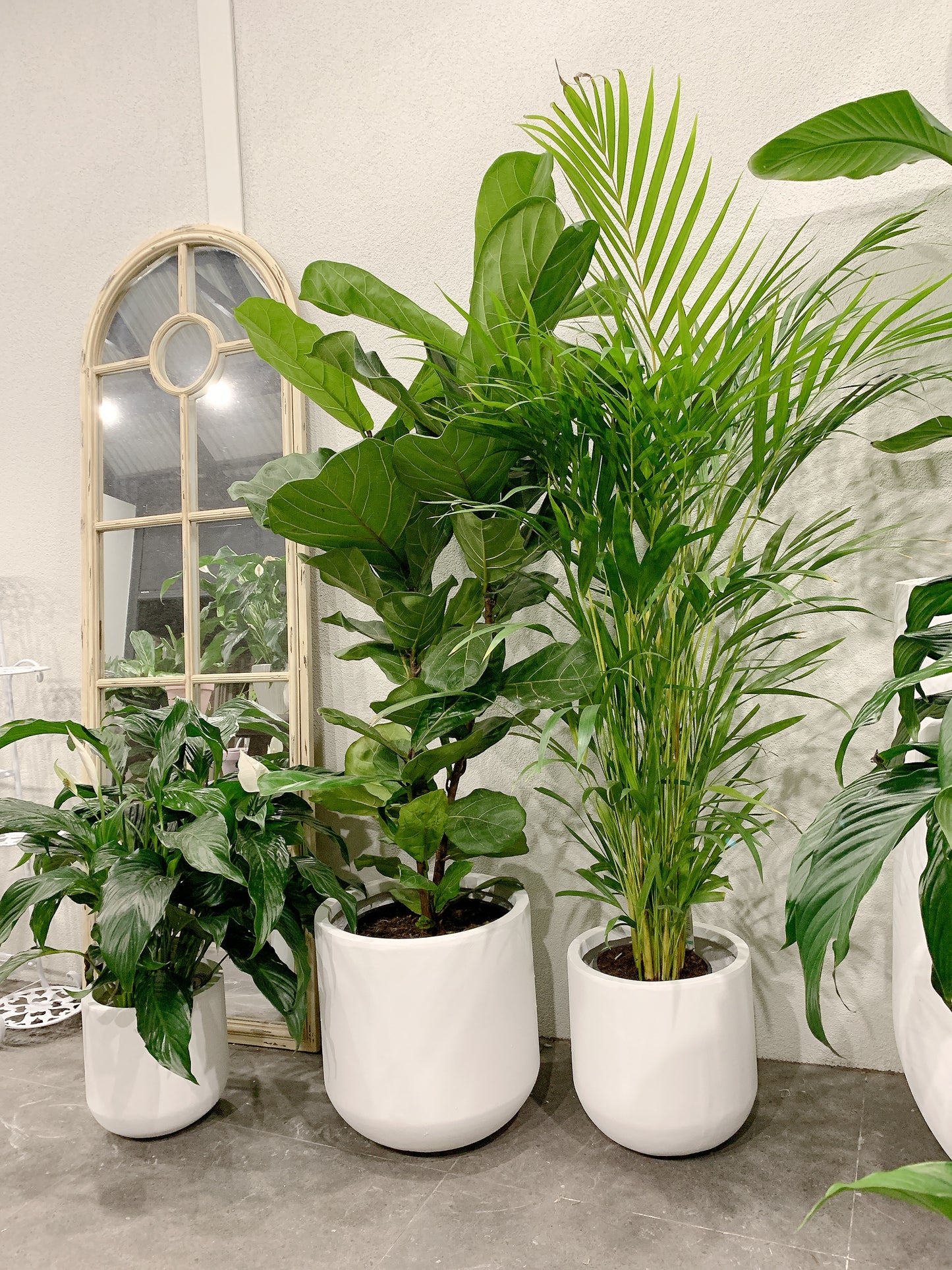 Giant bundle🪴1.3m ficus fiddle leaf golden cane palm flowering bushy peace lily+@37-30-25cm pot