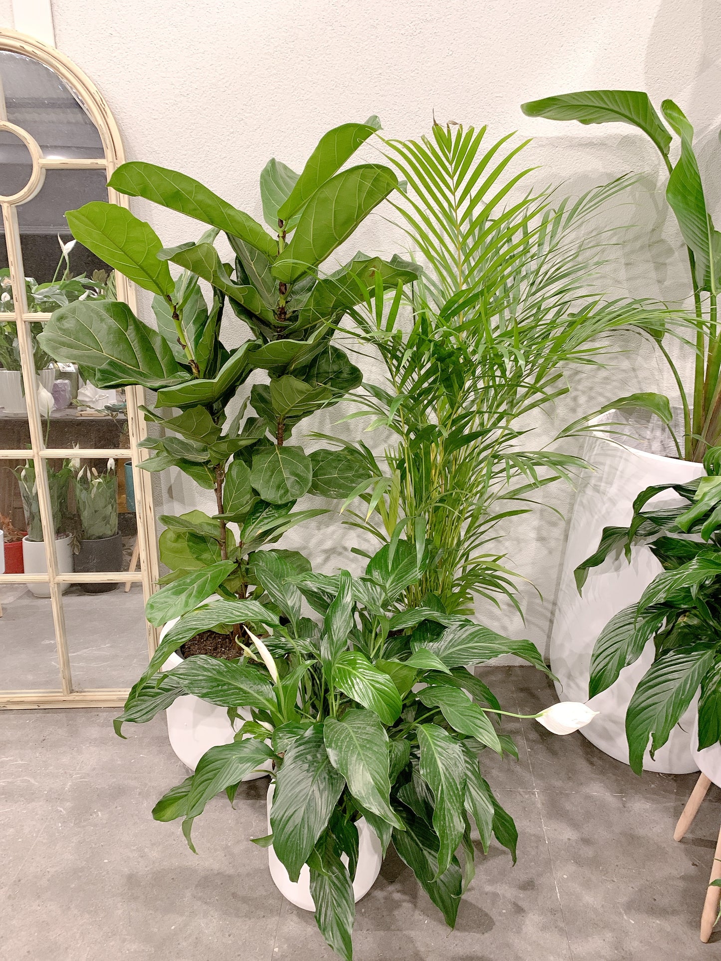 Giant bundle🪴1.3m ficus fiddle leaf golden cane palm flowering bushy peace lily+@37-30-25cm pot