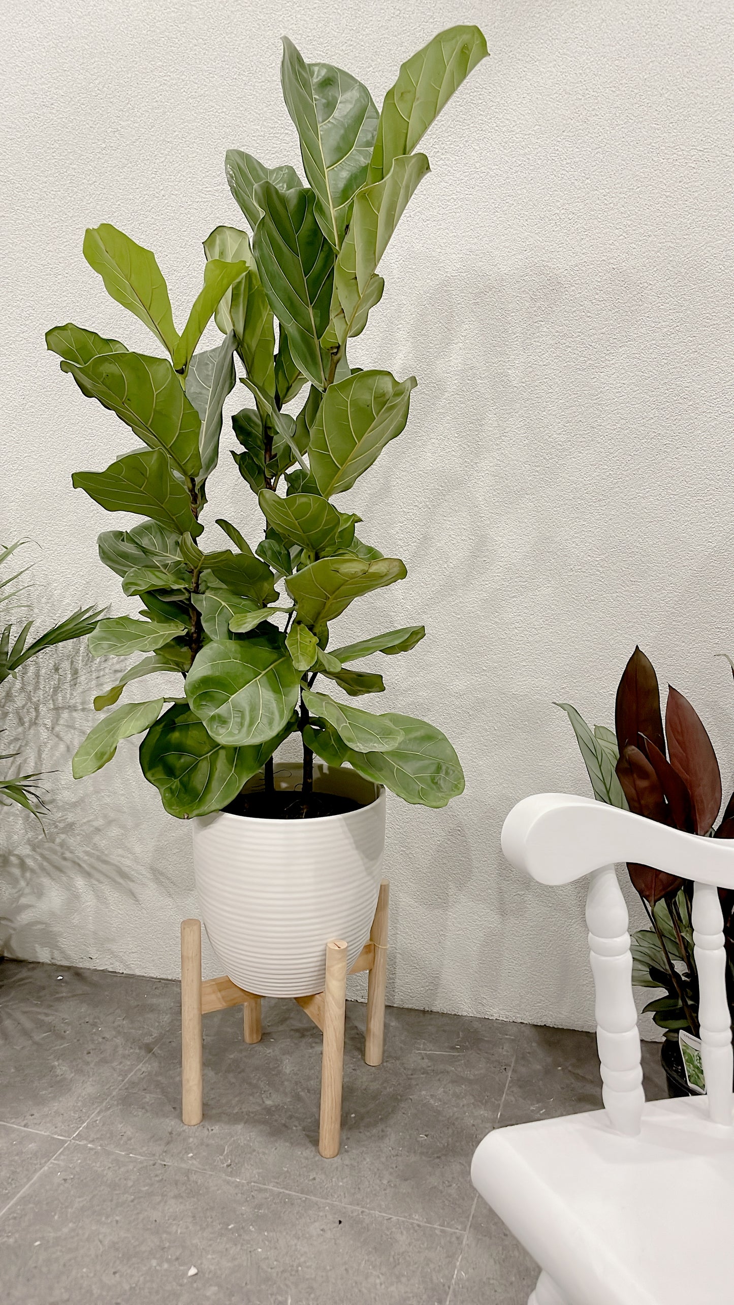 Huge ficus fiddle leaf easy care indoor plant with 30cm white ceramic pot wooden legs