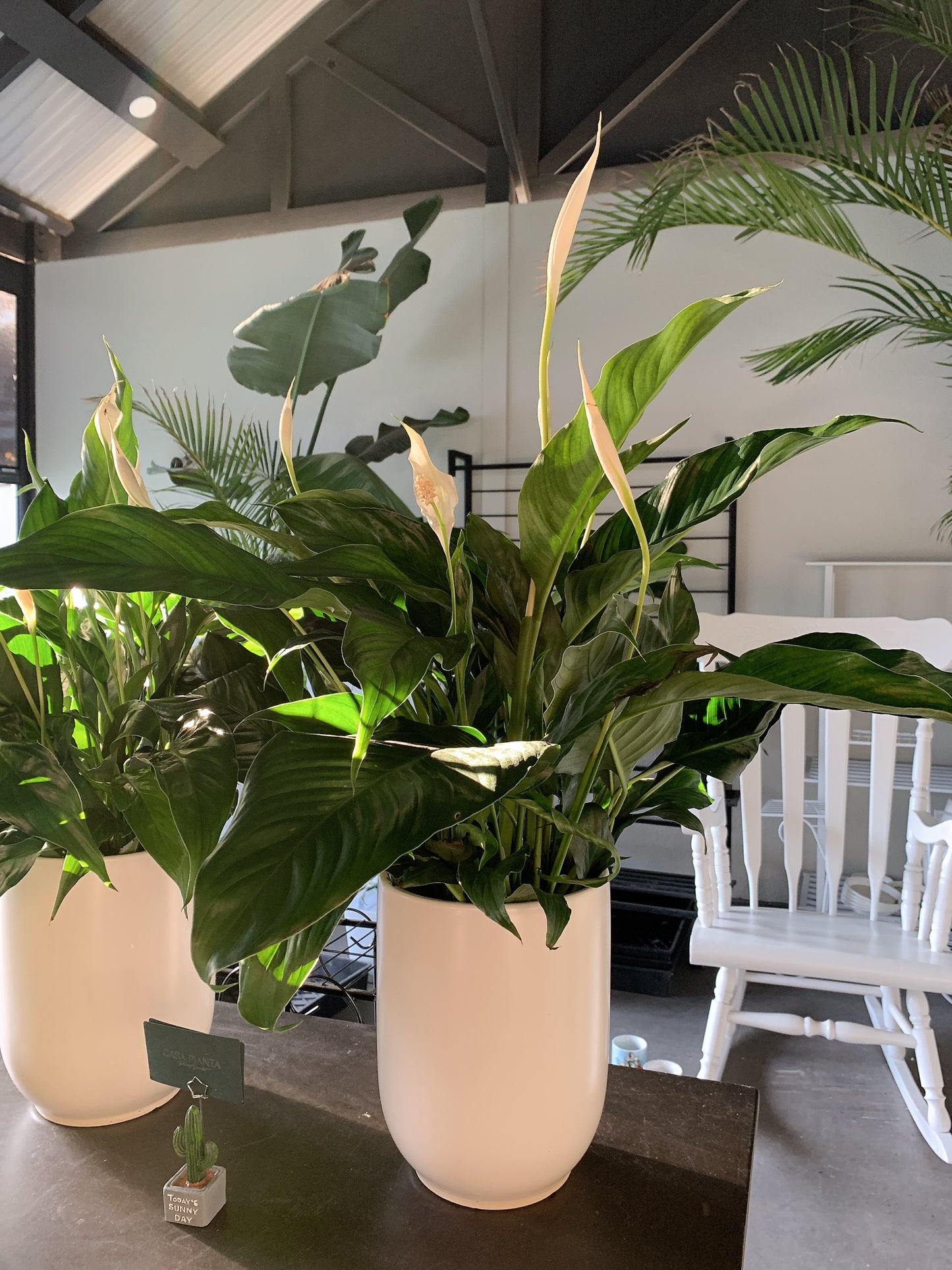 $42 each flowering peace lily real indoor plant with 20cm white ceramic pot delivery available