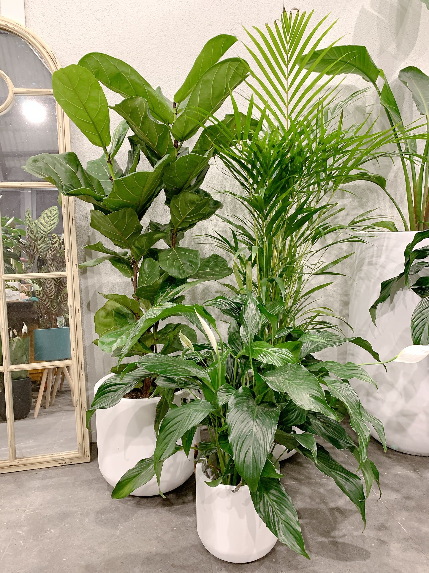 Giant bundle🪴1.3m ficus fiddle leaf golden cane palm flowering bushy peace lily+@37-30-25cm pot