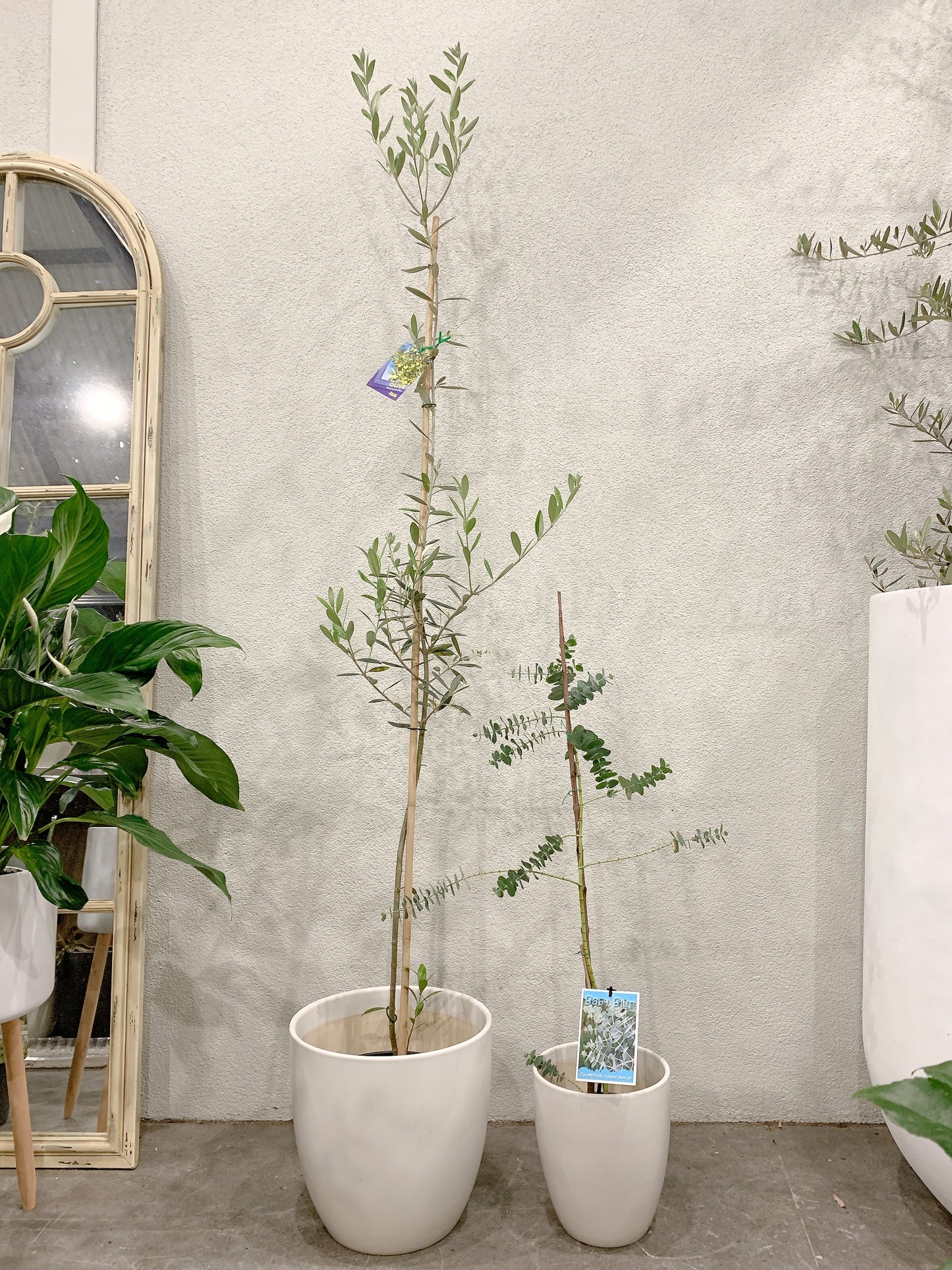 Outdoor bundle🪴1.7m tall Manzanillo olive plant tree+baby blue eucalyptus with @30-15cm white pots