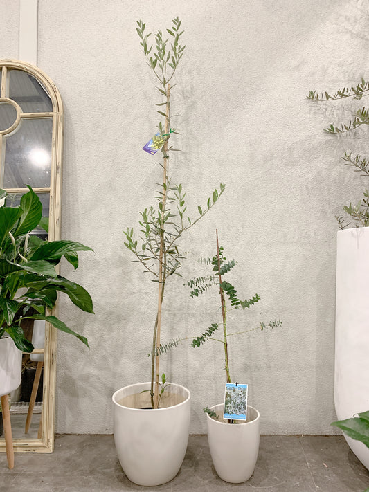 Outdoor bundle🪴1.7m tall Manzanillo olive plant tree+baby blue eucalyptus with @30-15cm white pots