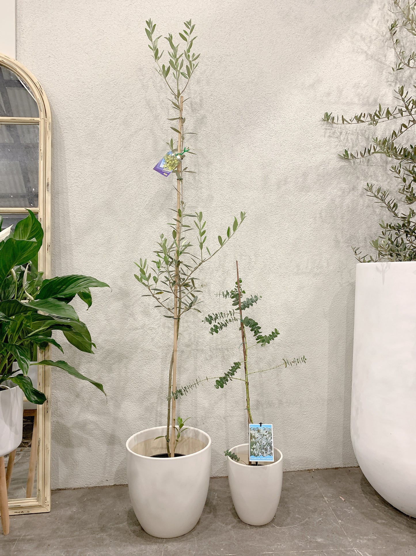 Outdoor bundle🪴1.7m tall Manzanillo olive plant tree+baby blue eucalyptus with @30-15cm white pots
