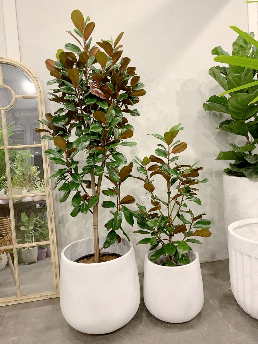 2 size from $170 Magnolia teddy bear easy care outdoor plant with white lightweight decorative pot