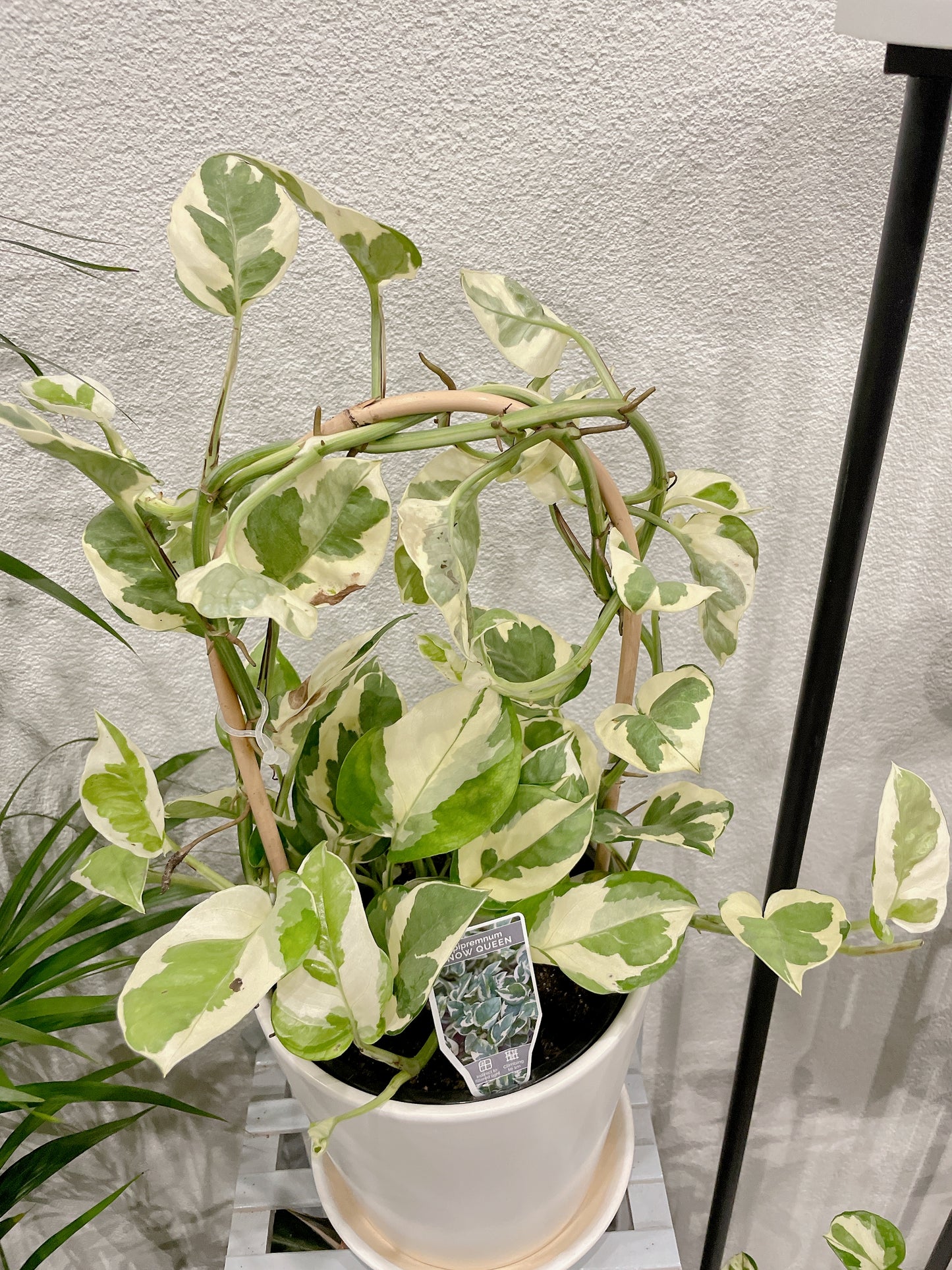 Snow queen epipremnum variegated easy care indoor climbing haning plant with white ceramic pot saucer