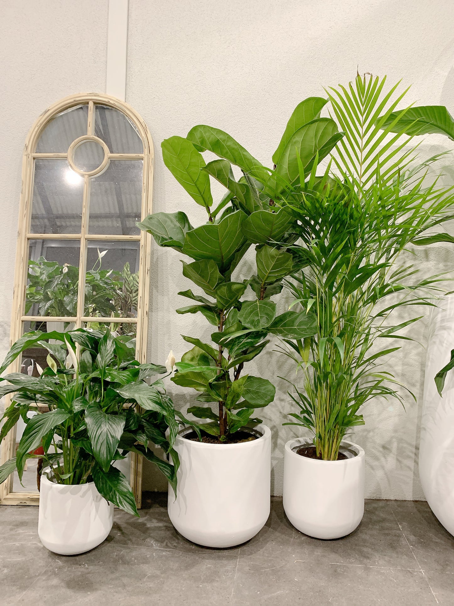 Giant bundle🪴1.3m ficus fiddle leaf golden cane palm flowering bushy peace lily+@37-30-25cm pot