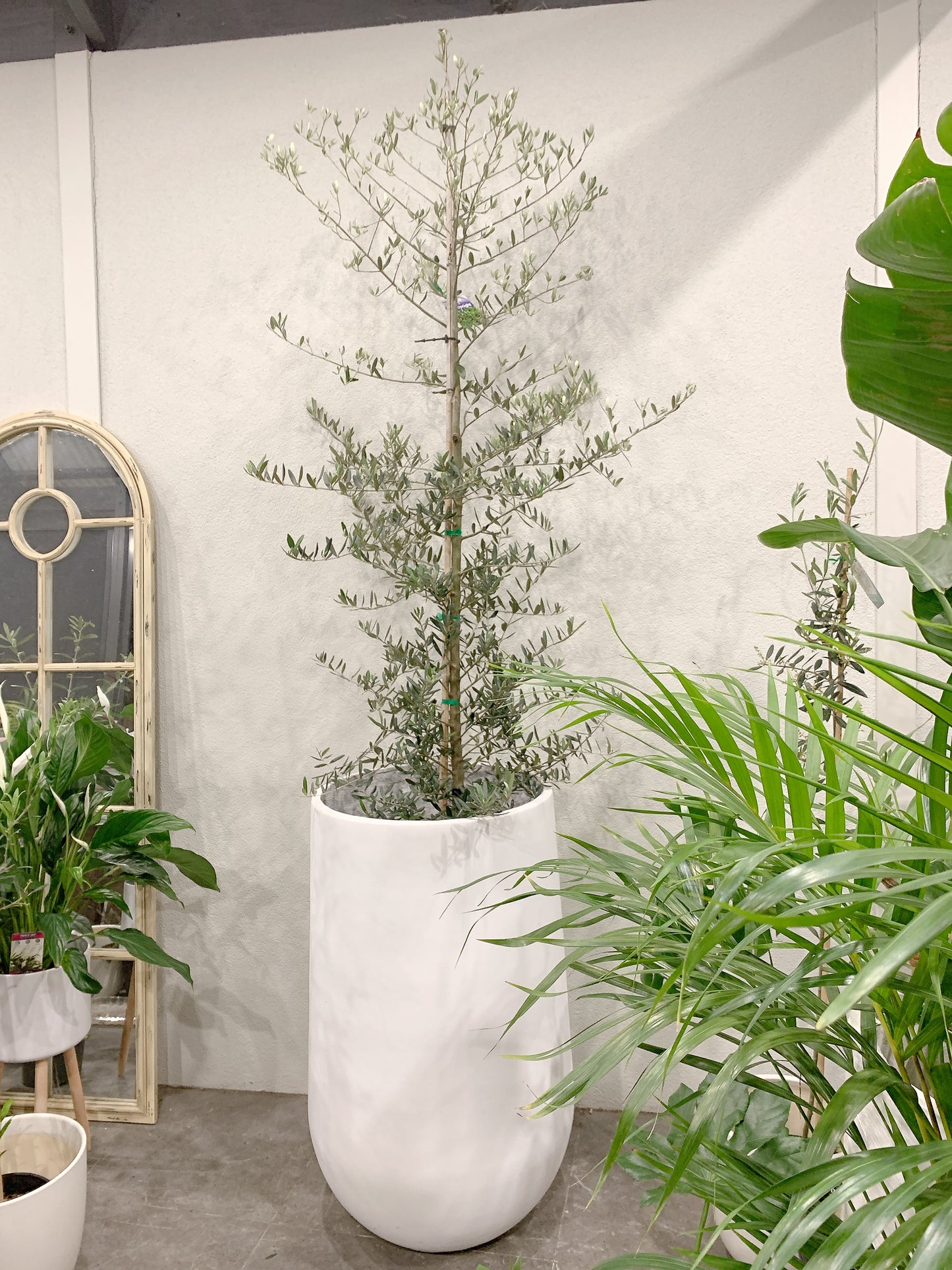 Over 2m tall Olive tree Tolleys upright real plant with 500x900mm jumbo heavy white pot delivery available