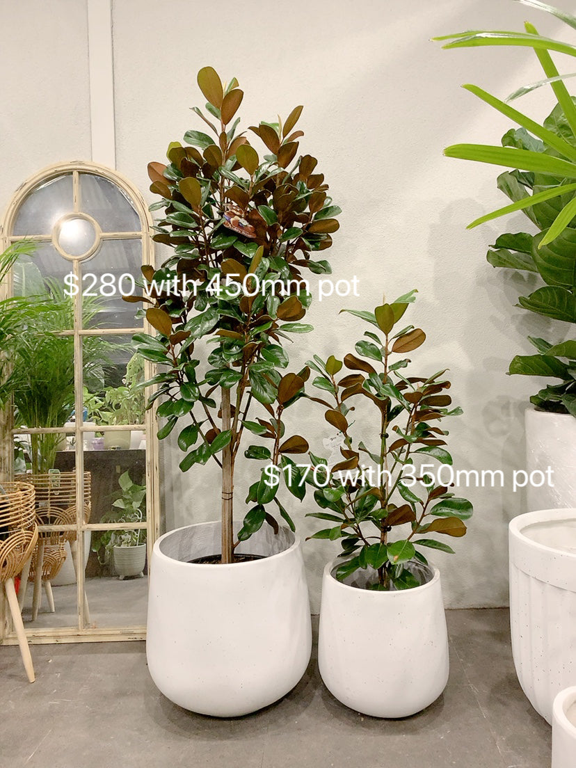 2 size from $170 Magnolia teddy bear easy care outdoor plant with white lightweight decorative pot