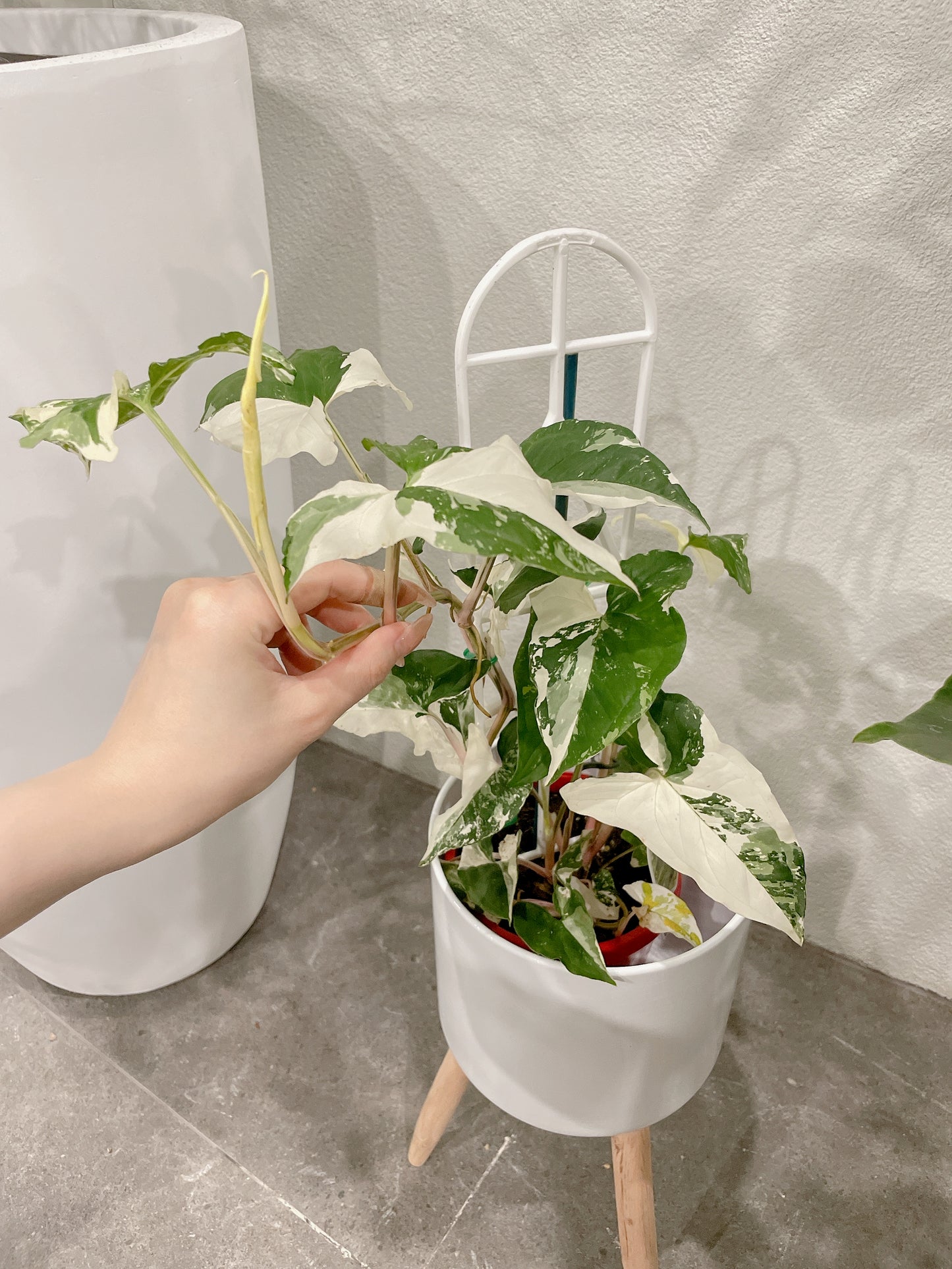 Syngonium fantasy variegated indoor climbing plant with small white metal planter tripod legs