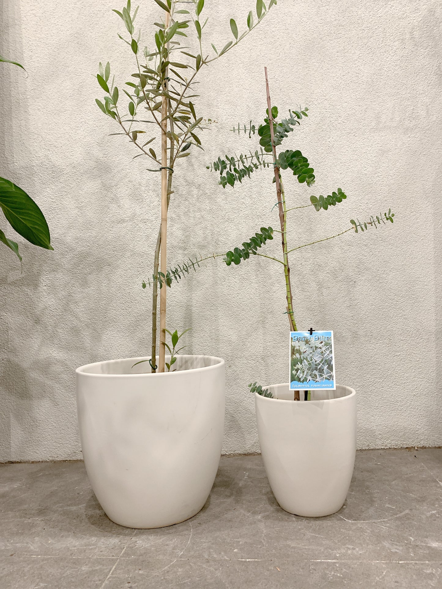 Outdoor bundle🪴1.7m tall Manzanillo olive plant tree+baby blue eucalyptus with @30-15cm white pots