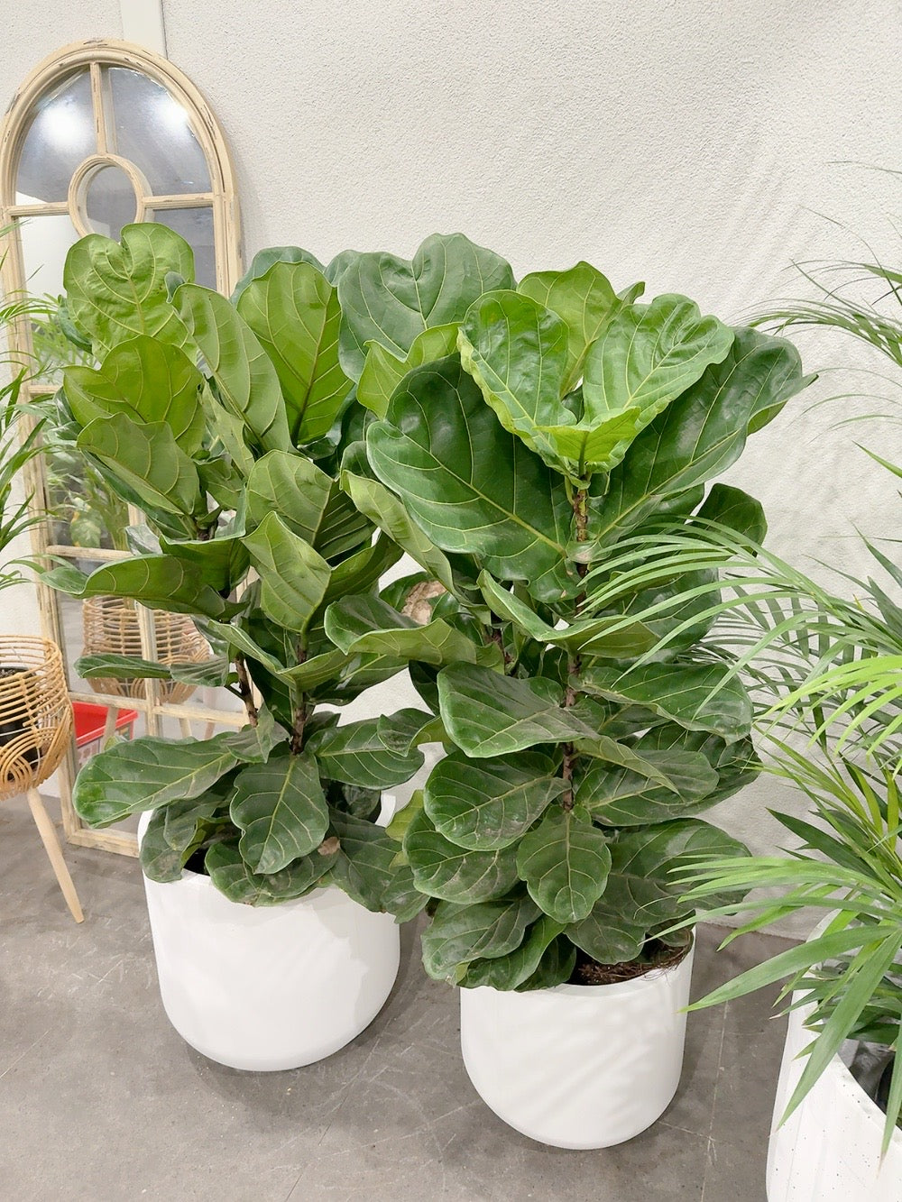 Ficus fiddle 🍃 real indoor plant with 370/450mm white heavy clay pot delivery available