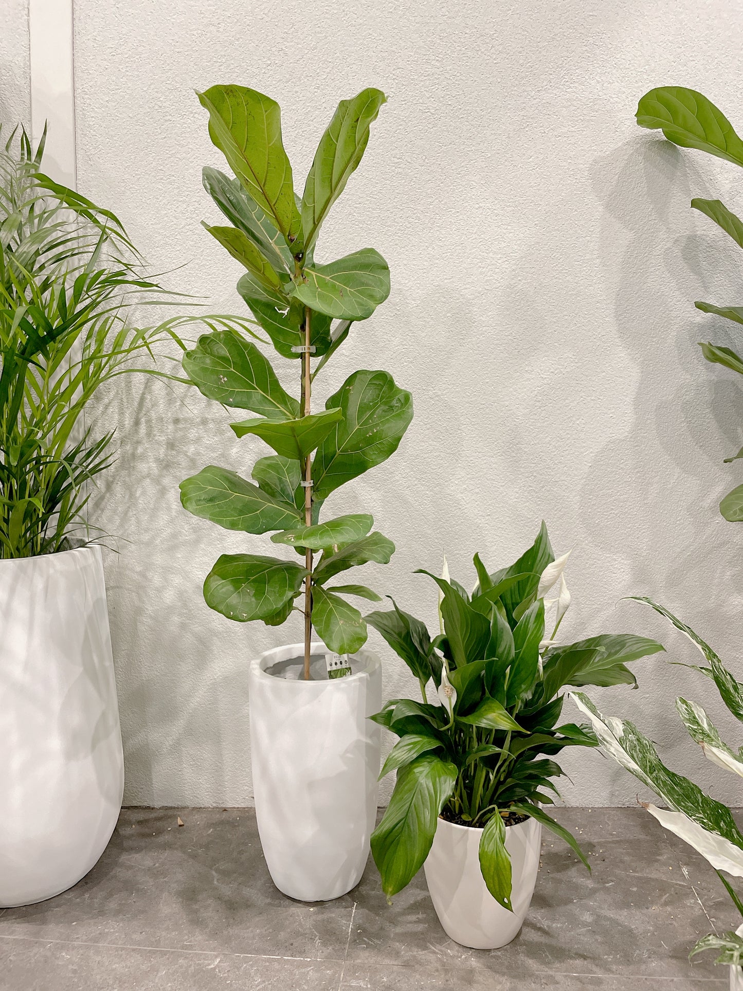 Tall ficus fiddle leaf lyrata indoor plant tree +flowering peace lily white decorative pot included