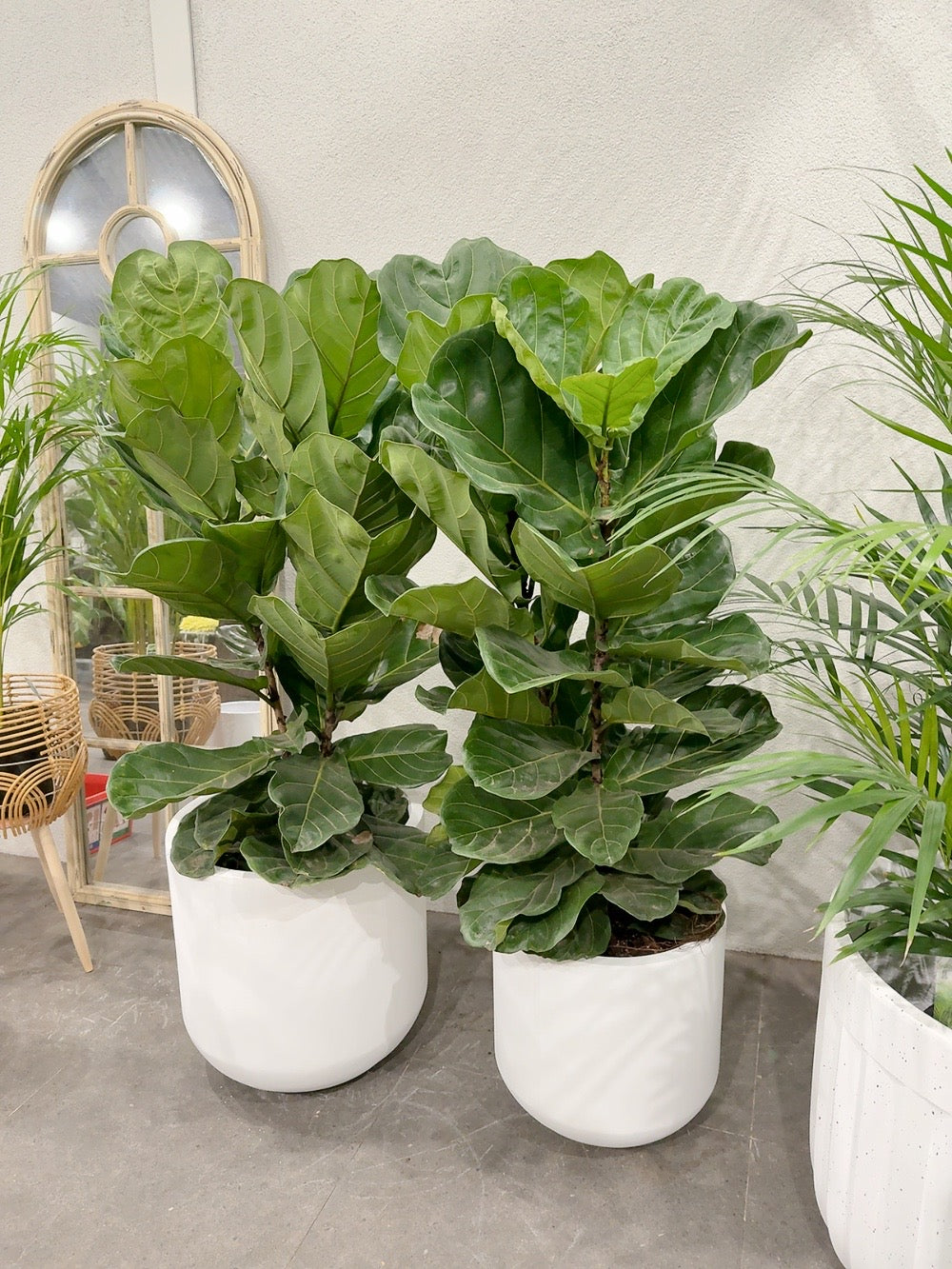 Ficus fiddle 🍃 real indoor plant with 370/450mm white heavy clay pot delivery available