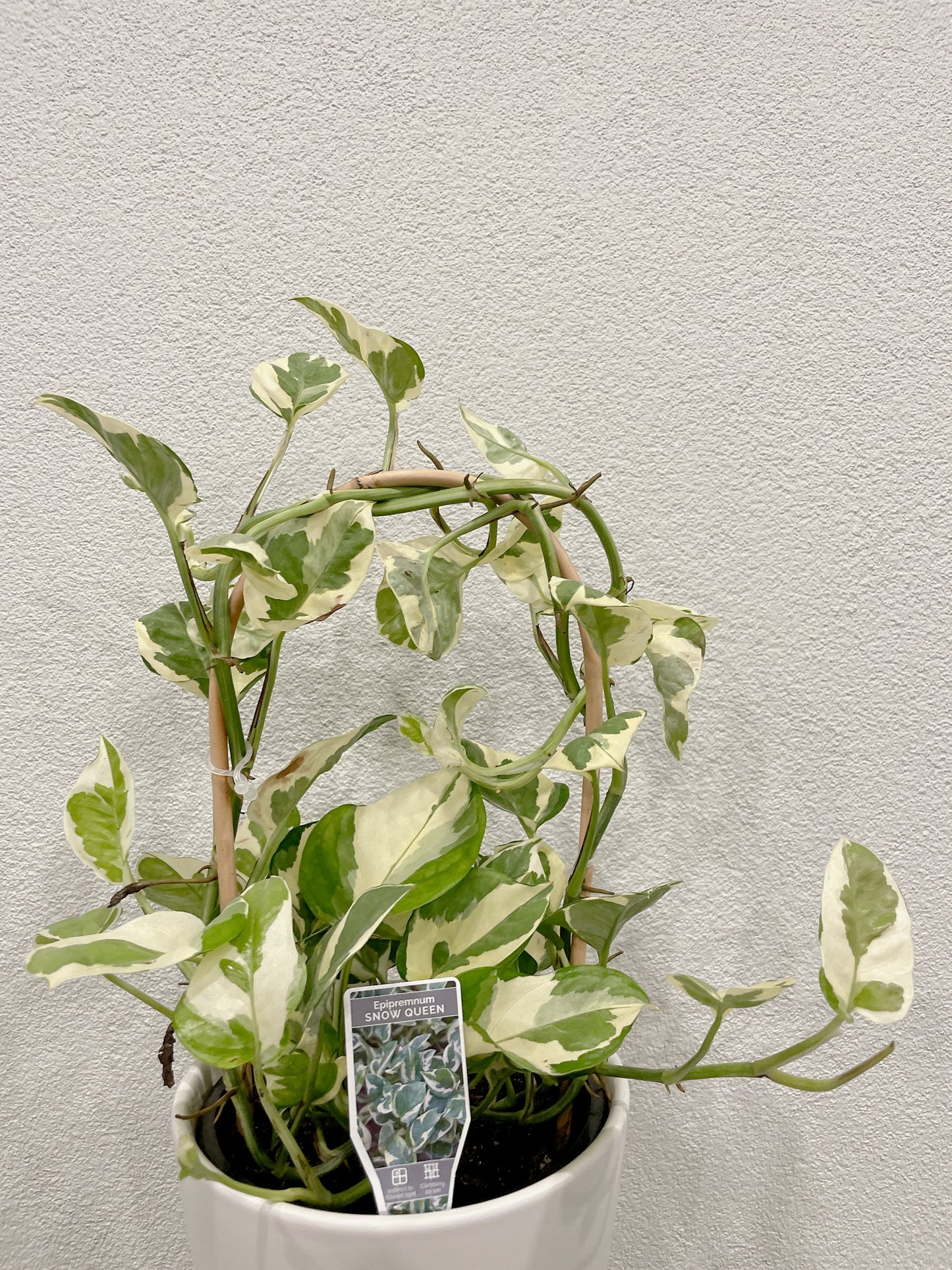Snow queen epipremnum variegated easy care indoor climbing haning plant with white ceramic pot saucer