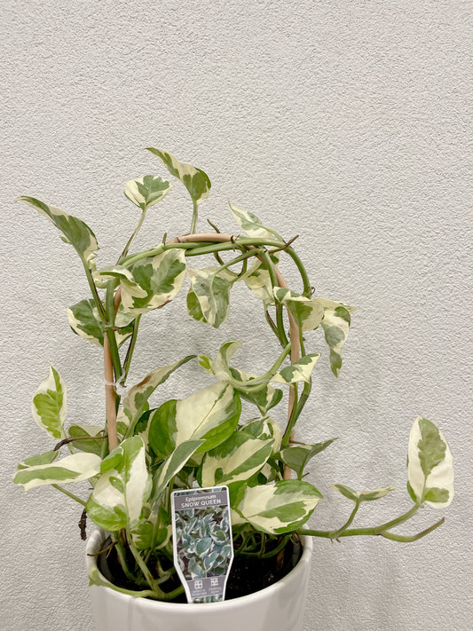 Snow queen epipremnum variegated easy care indoor climbing haning plant with white ceramic pot saucer