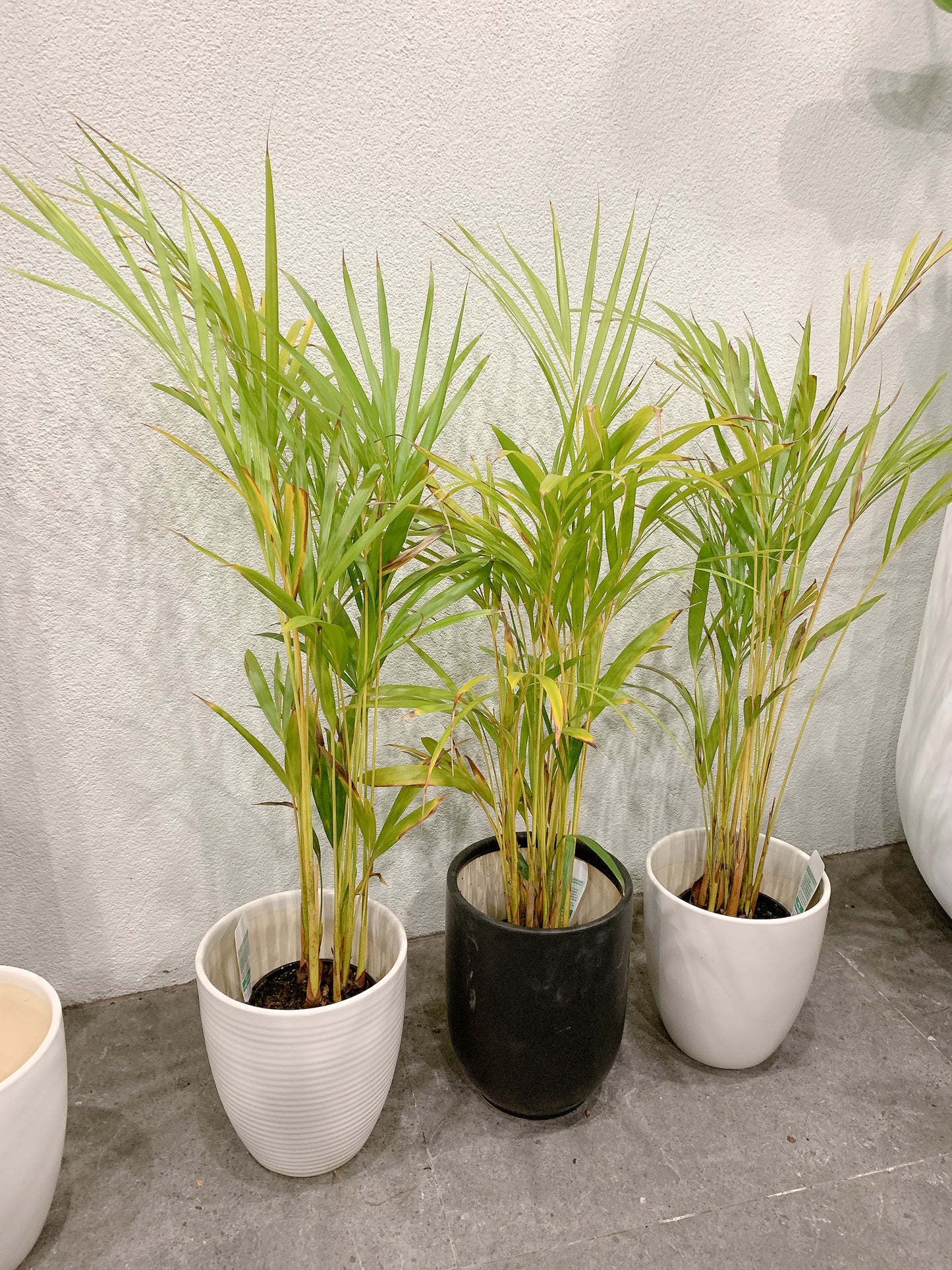 80-90cm tall golden cane palm real indoor plant+ 20cm white ceramic pots delivery available