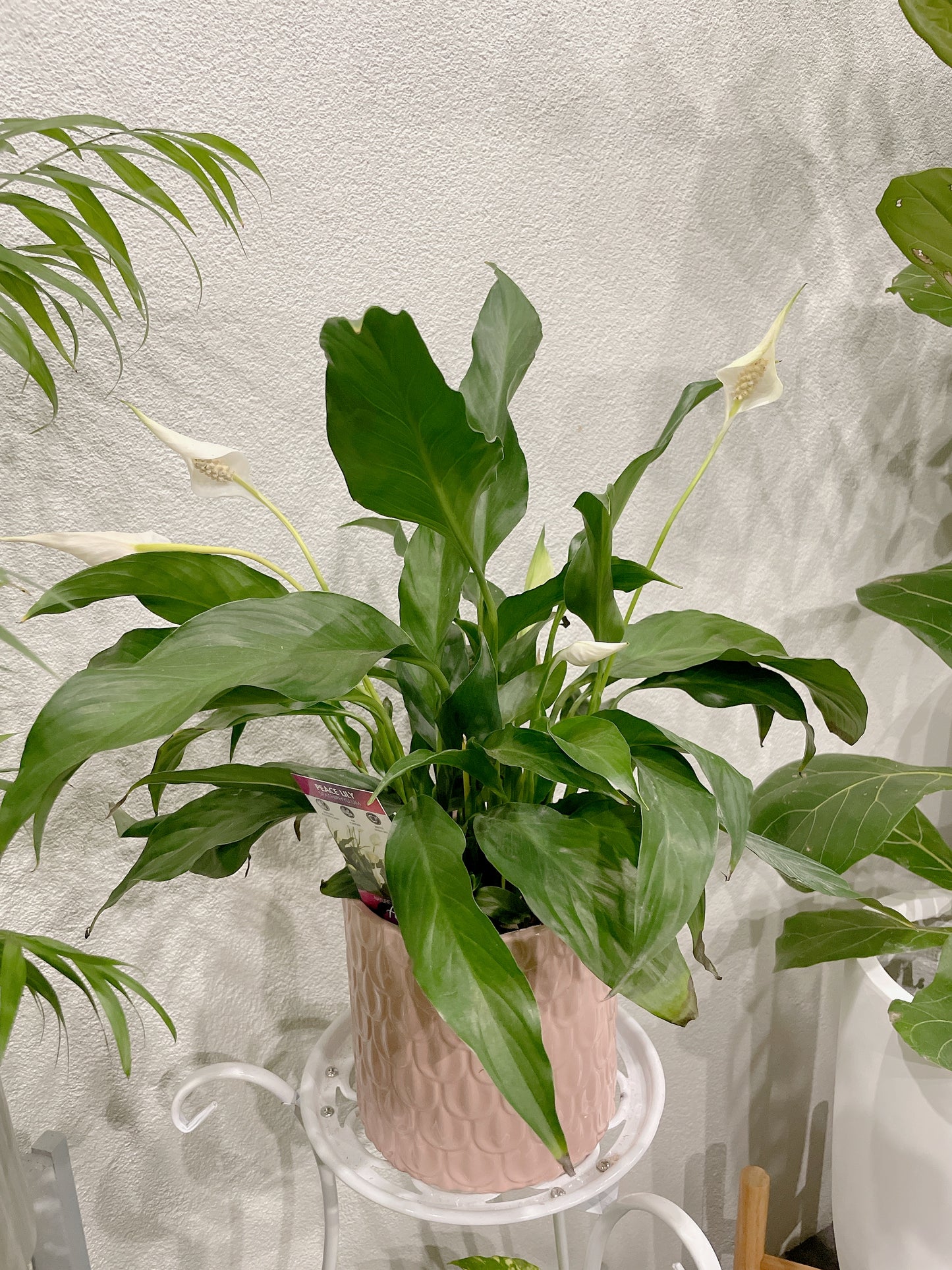 Flowering peace lily easy care indoor plant with pink decorative pot delivery available