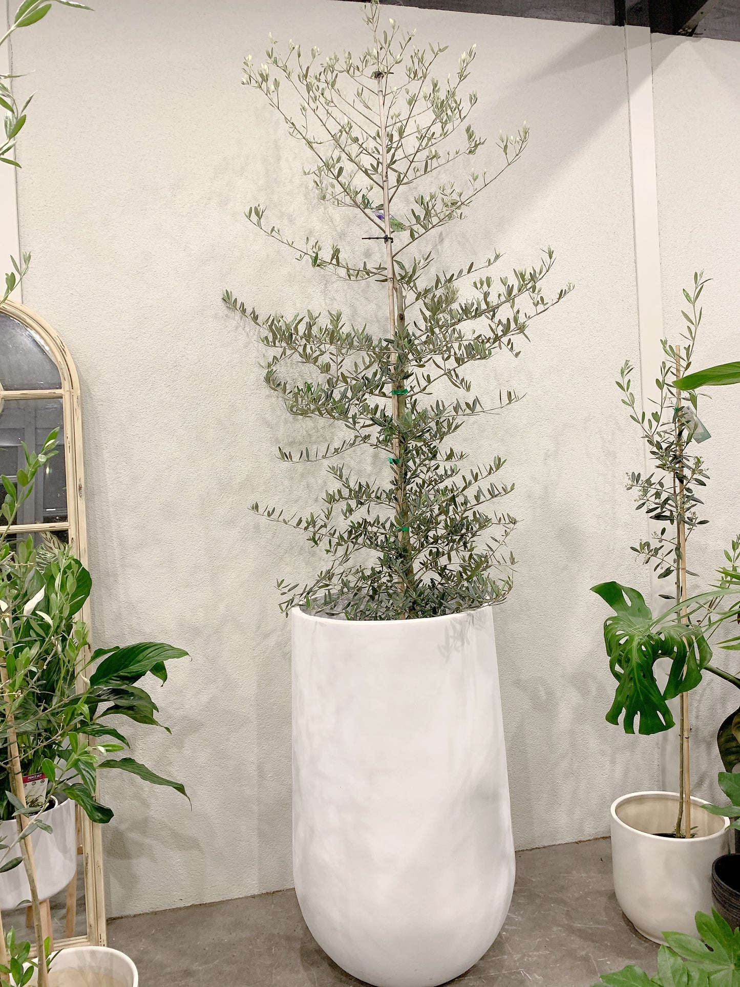Over 2m tall Olive tree Tolleys upright real plant with 500x900mm jumbo heavy white pot delivery available