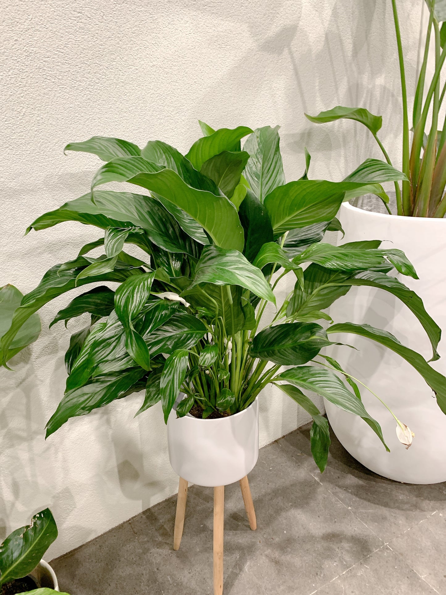 bushy big peace lily flowering with tall white metal planter tripod legs delivery available
