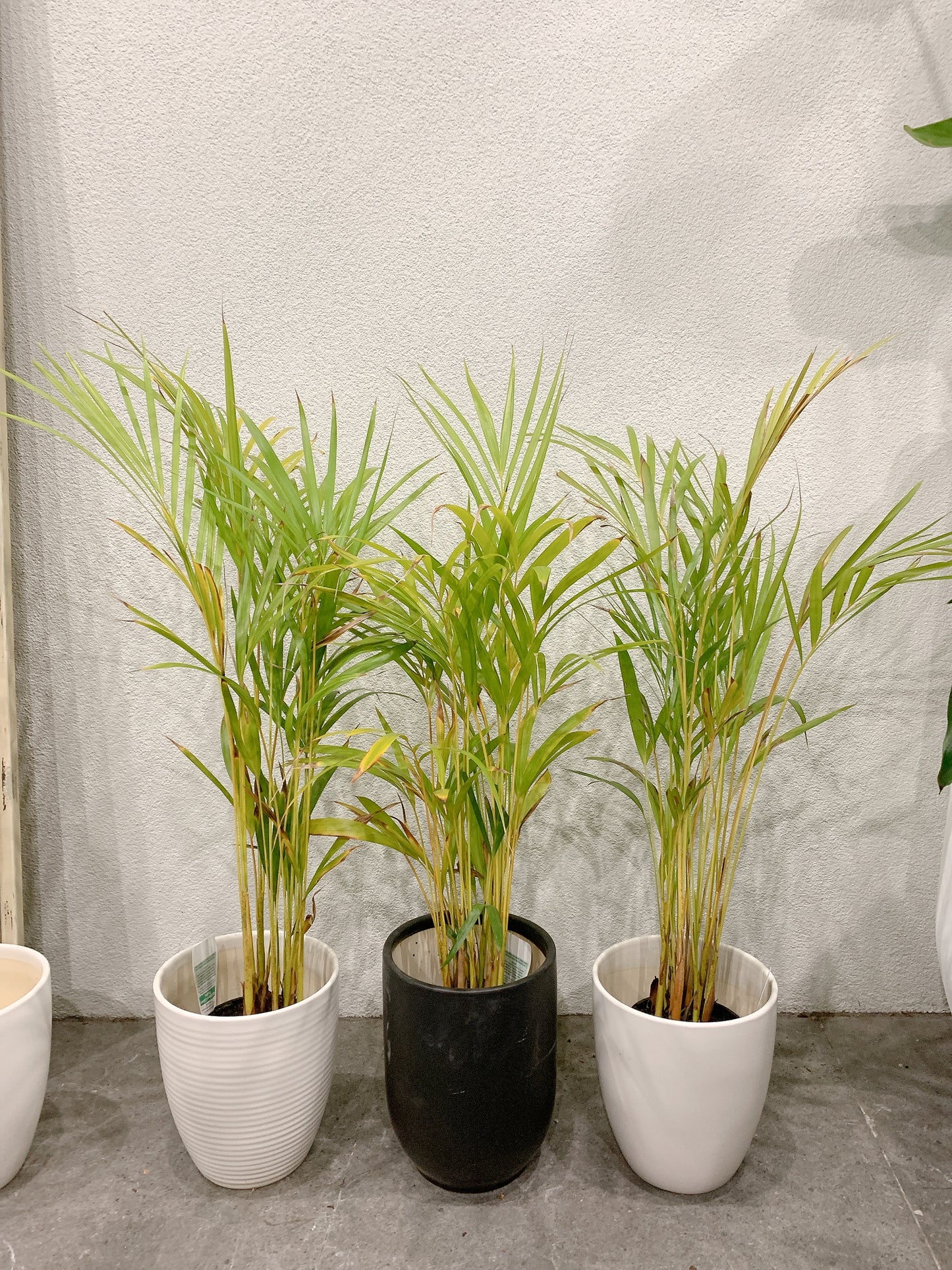 80-90cm tall golden cane palm real indoor plant+ 20cm white ceramic pots delivery available