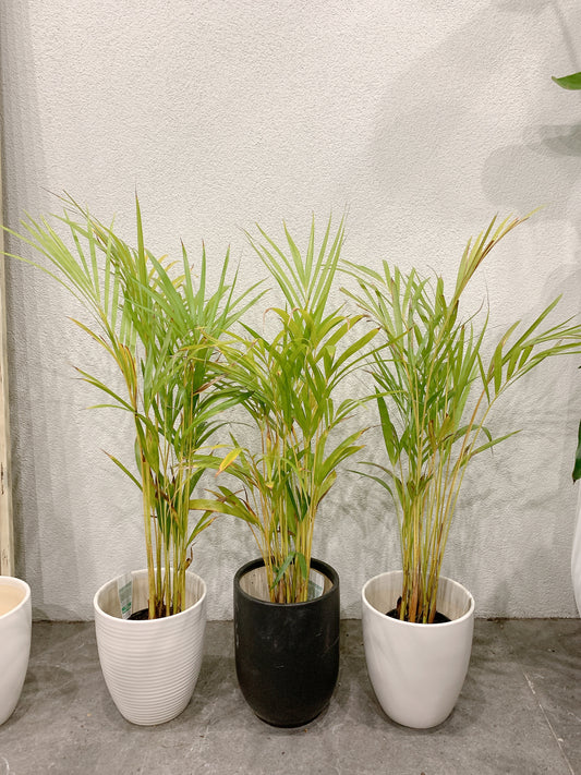 80-90cm tall golden cane palm real indoor plant+ 20cm white ceramic pots delivery available