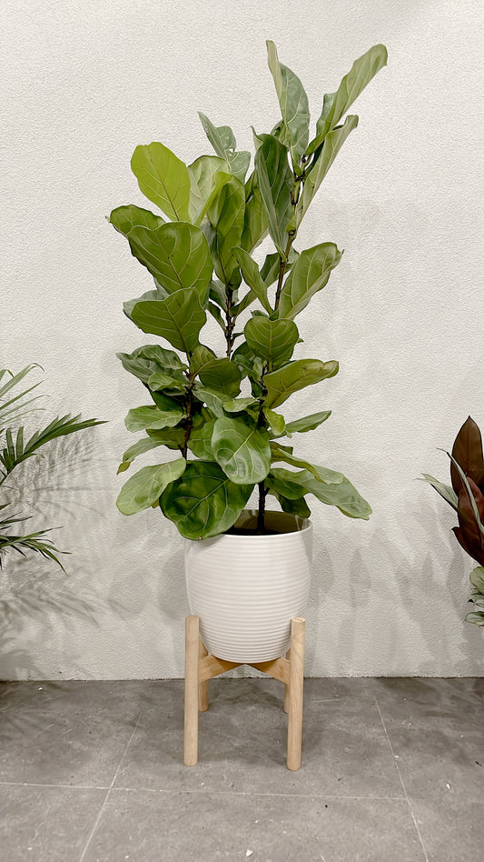 Huge ficus fiddle leaf easy care indoor plant with 30cm white ceramic pot wooden legs