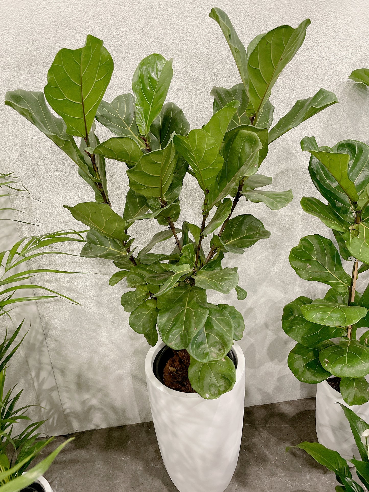 multi-stem ficus fiddle leaf lyrata with 34x60cm lightweight fiberclay white pot delivery available