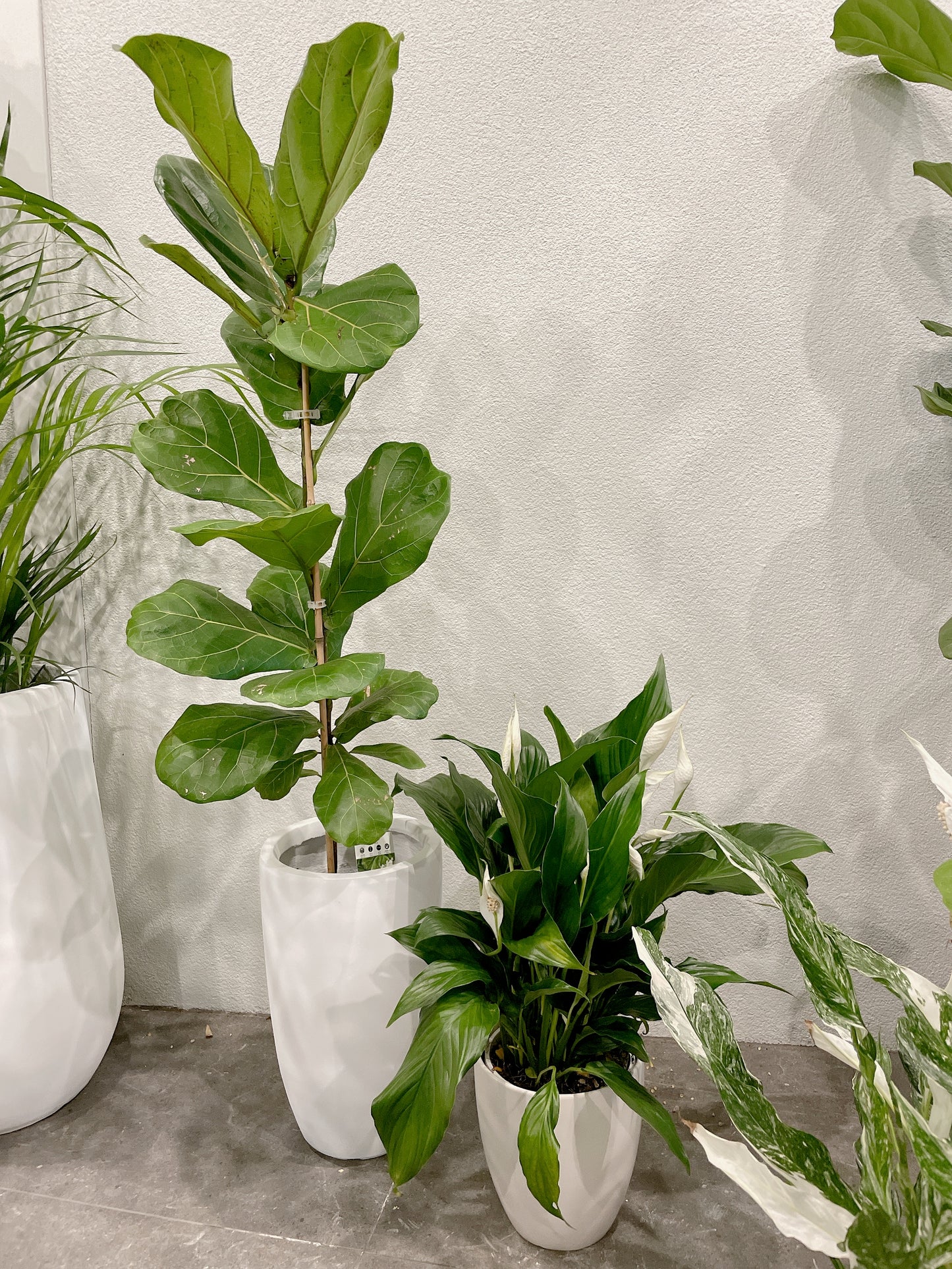 Tall ficus fiddle leaf lyrata indoor plant tree +flowering peace lily white decorative pot included