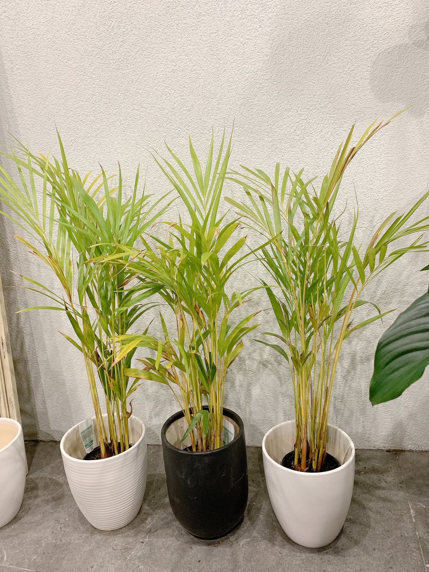 80-90cm tall golden cane palm real indoor plant+ 20cm white ceramic pots delivery available