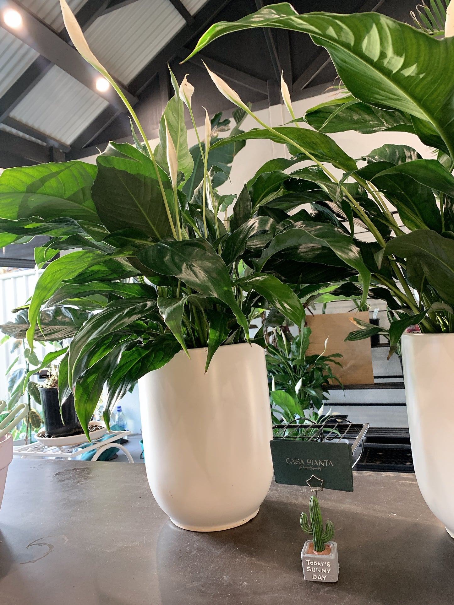 $42 each flowering peace lily real indoor plant with 20cm white ceramic pot delivery available